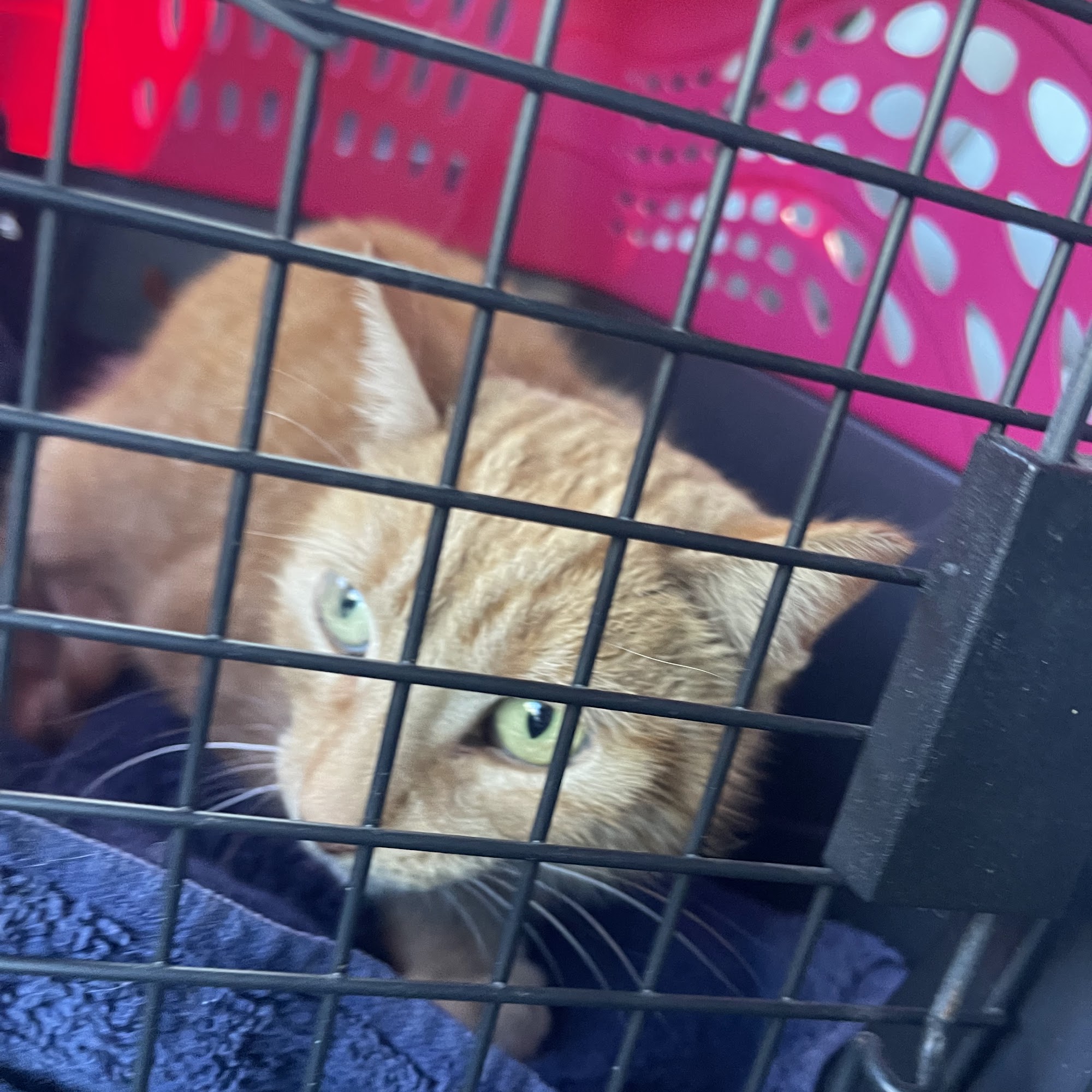 Humane Society of Vero Beach & Indian River County Vero Beach