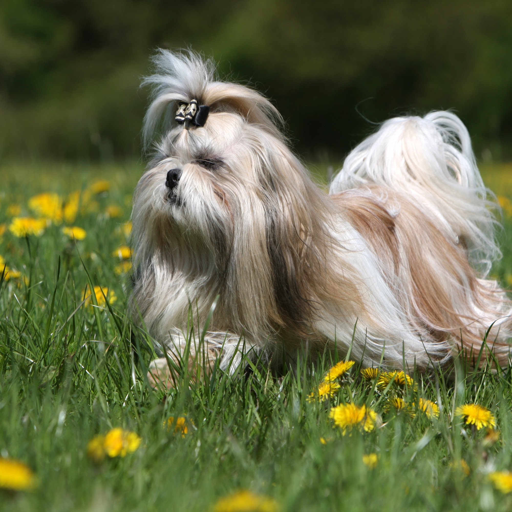 village pet inn Vero Beach