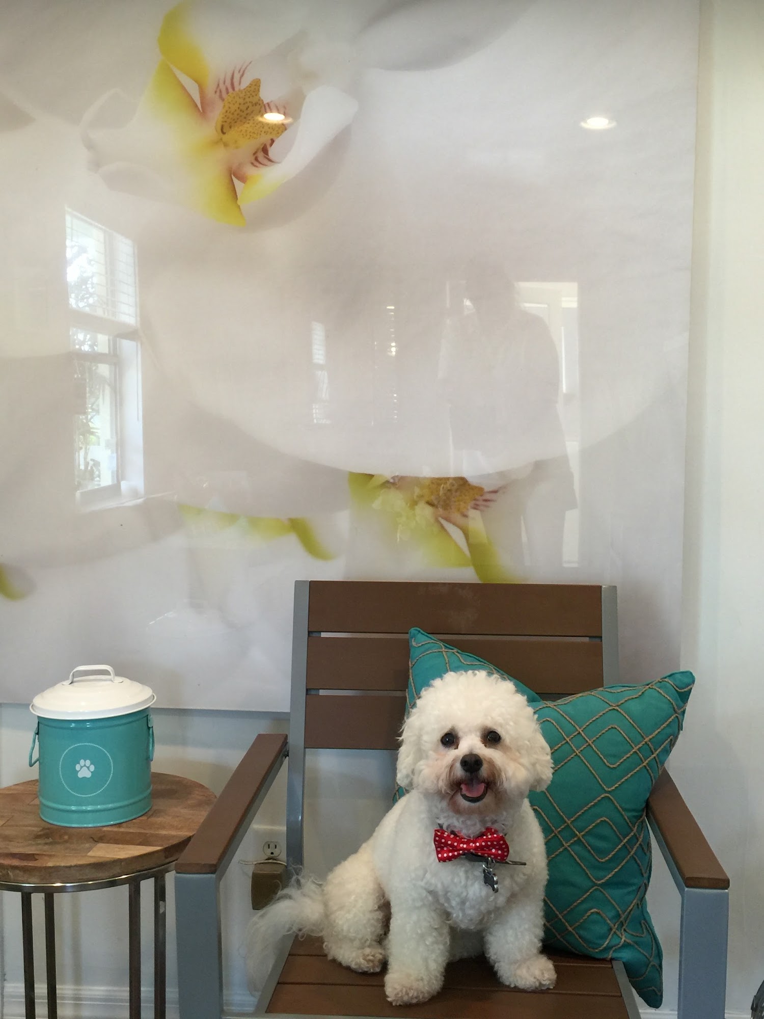 Orchid Island Dog Spa and Resort Vero Beach
