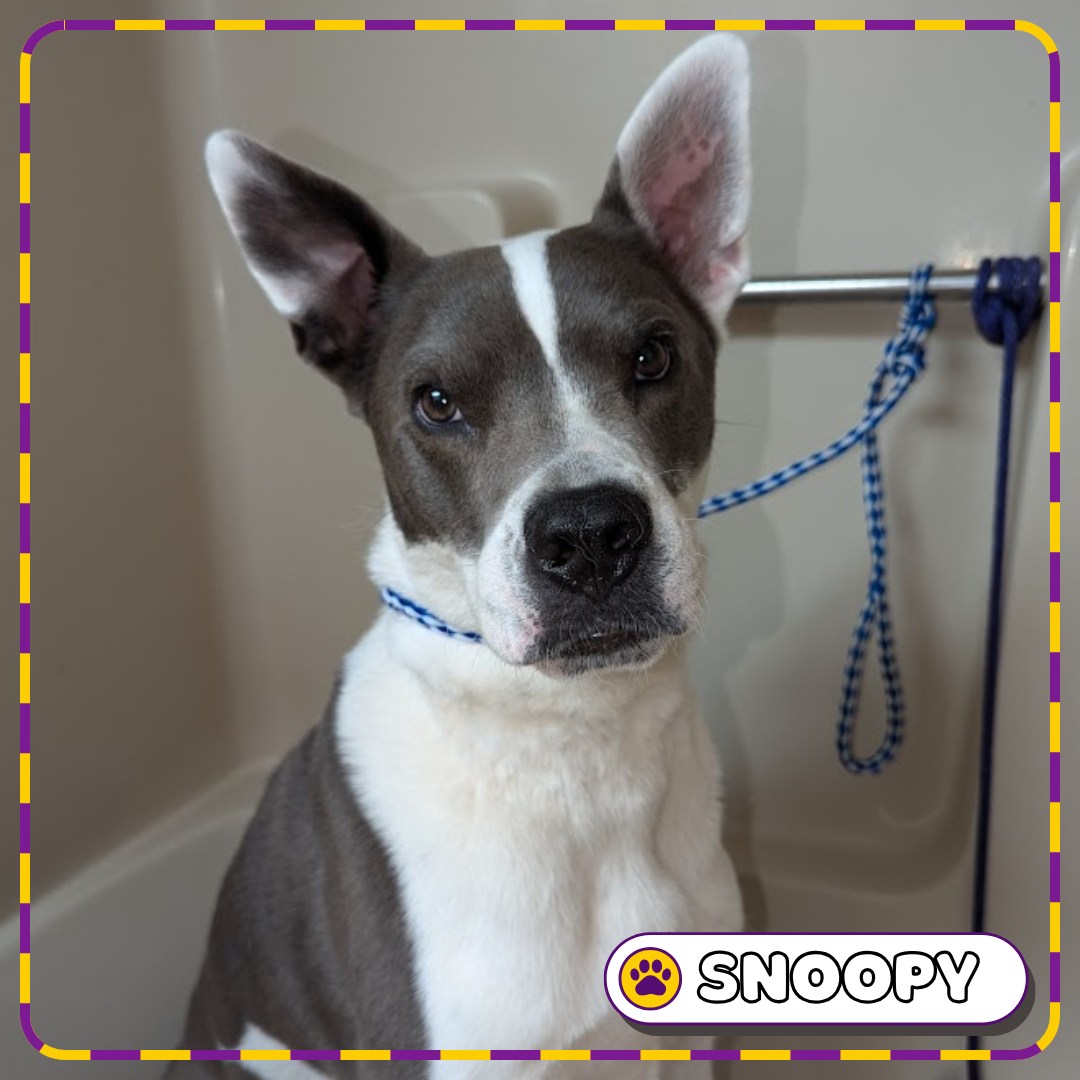 Dog Kidz Country Daycare & Boarding Vero Beach