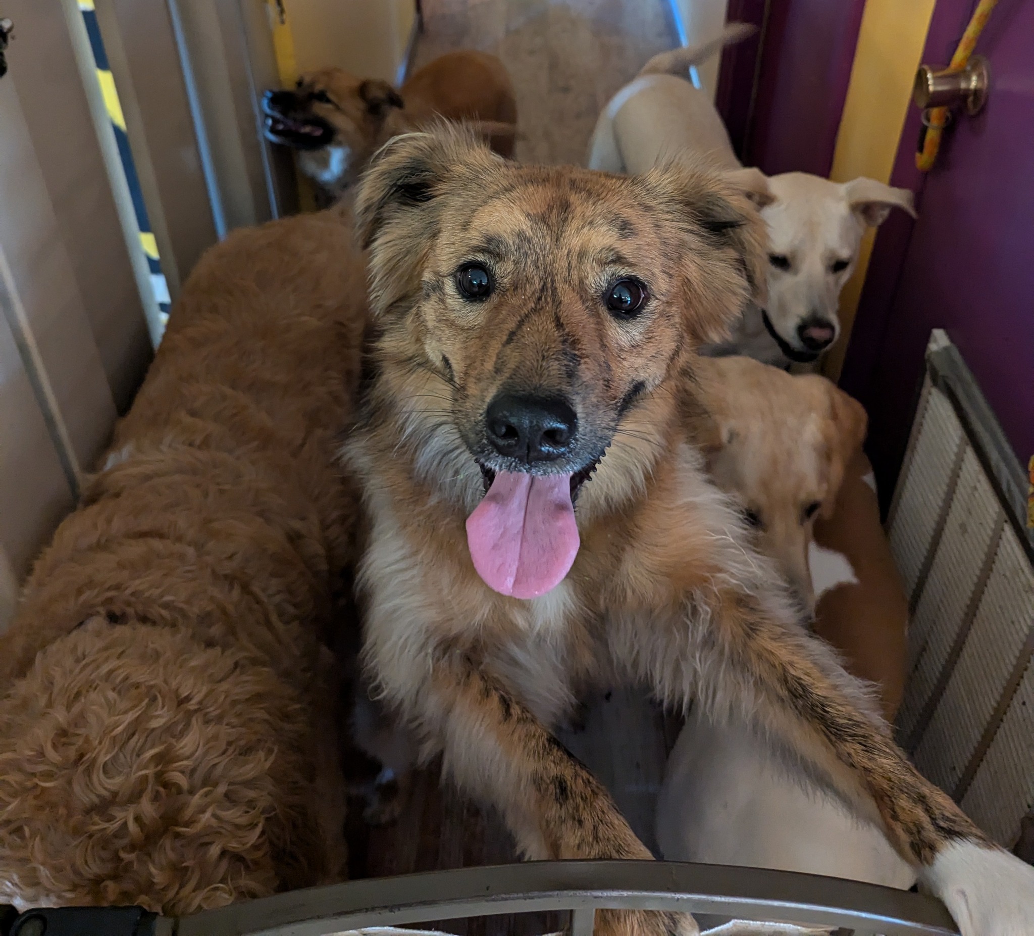 Dog Kidz Country Daycare & Boarding Vero Beach