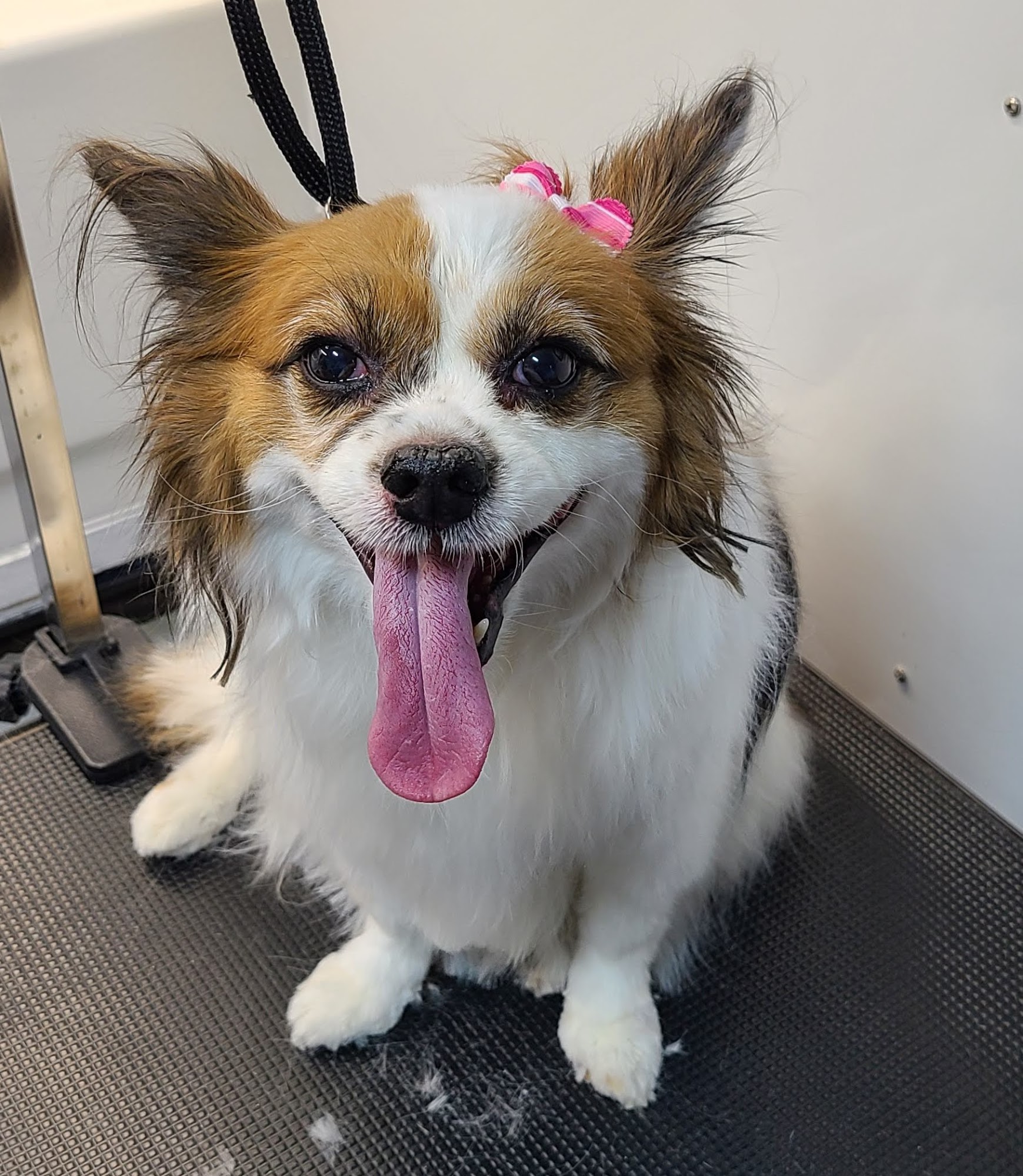 O My Dog Mobile Grooming Vero Beach