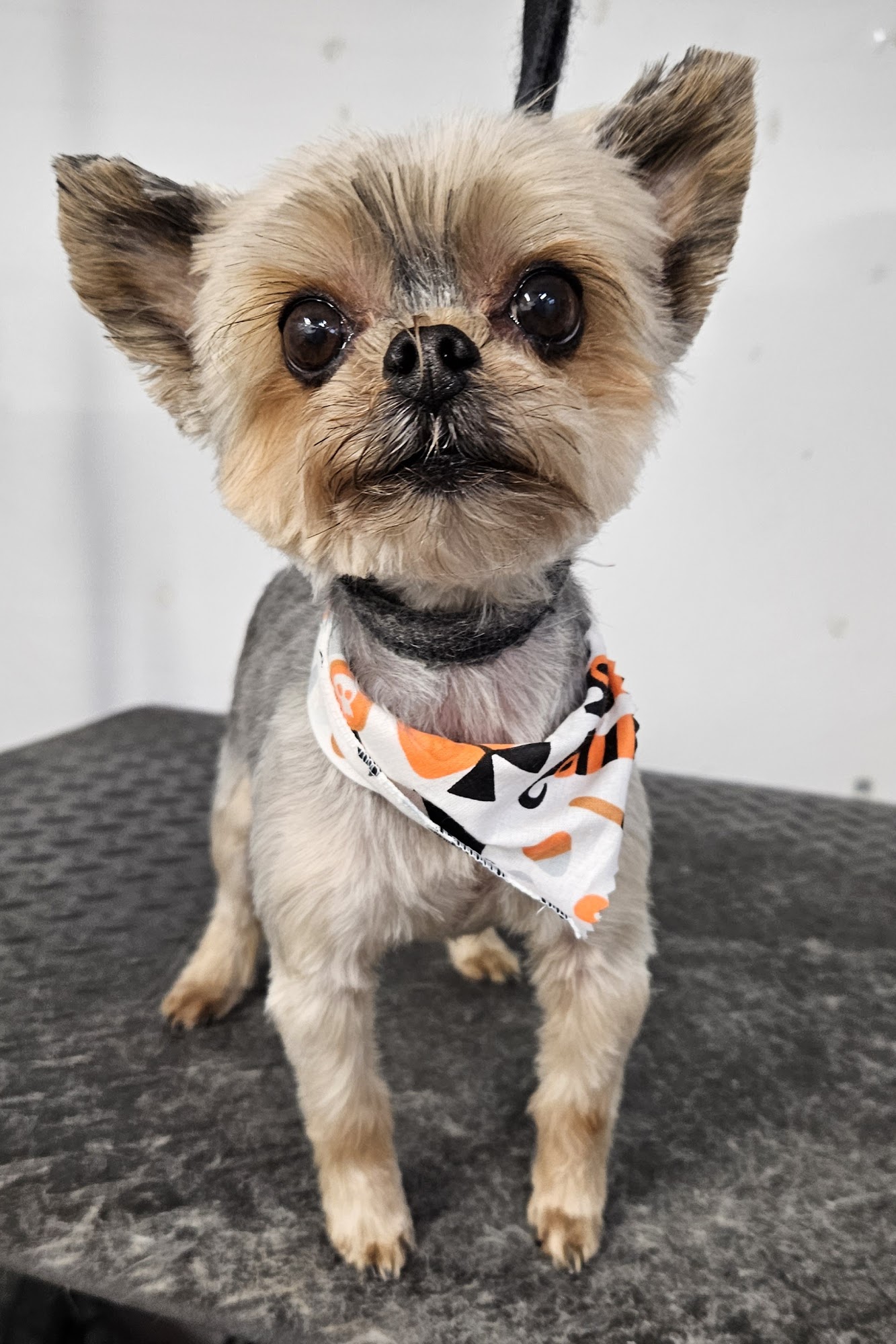 O My Dog Mobile Grooming Vero Beach