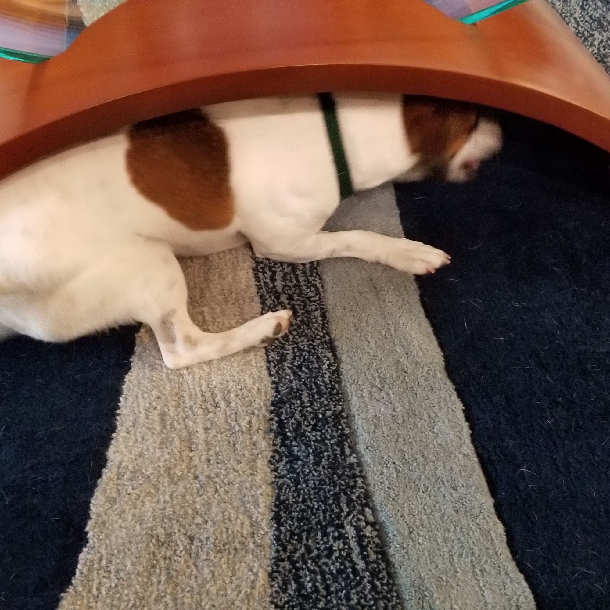 Wanderlust Elite Pet Services Vero Beach