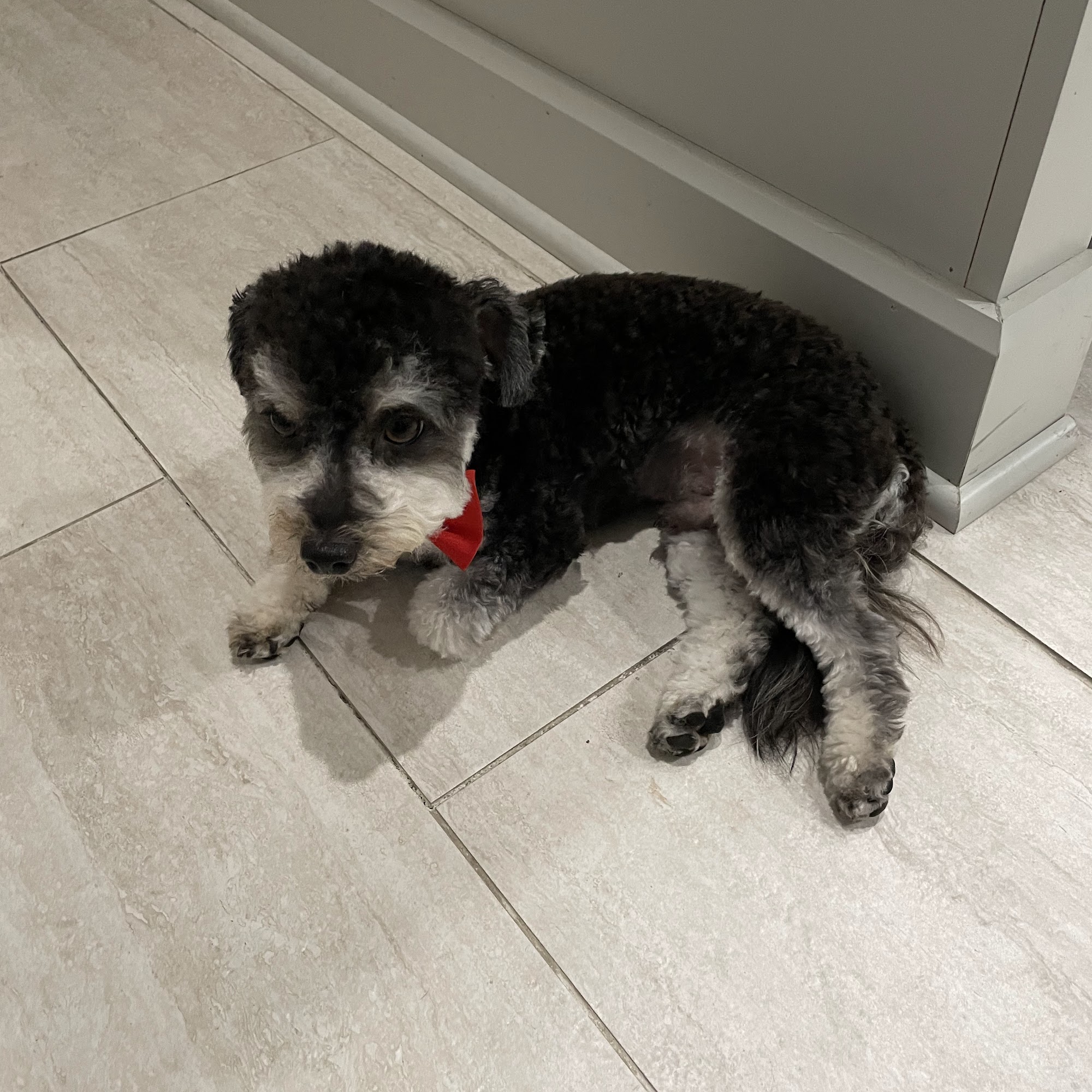 Paw Busters Vero Beach