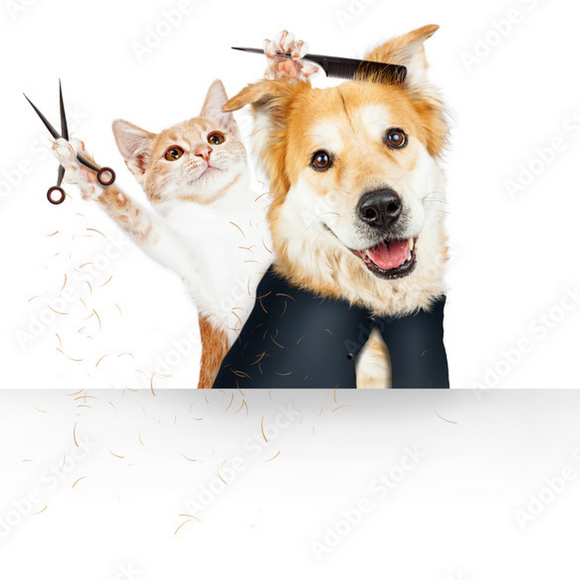 Roxy's Pet Spa Vero Beach