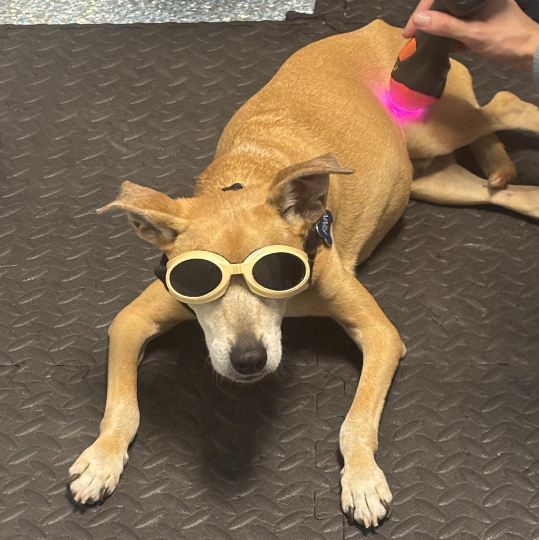Treasure Coast Animal Rehabilitation & Fitness Vero Beach
