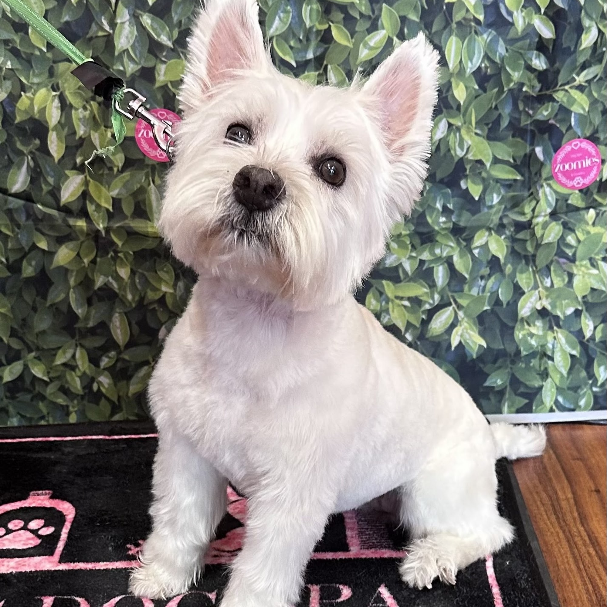 Zoomies Dog Spa & Goodies 5135 20th St #104, Vero Beach Florida 32966