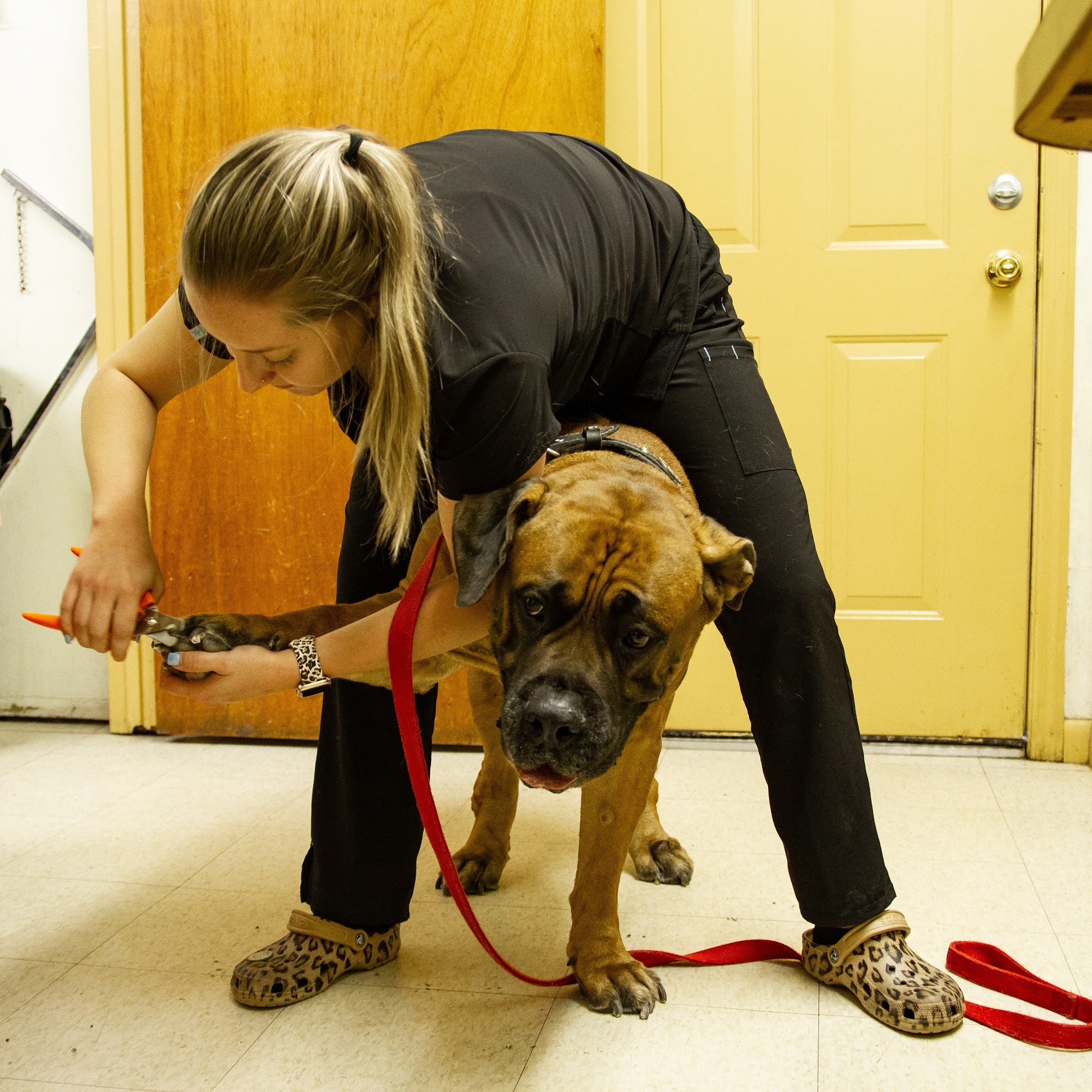 All Creatures Animal Hospital Wauchula