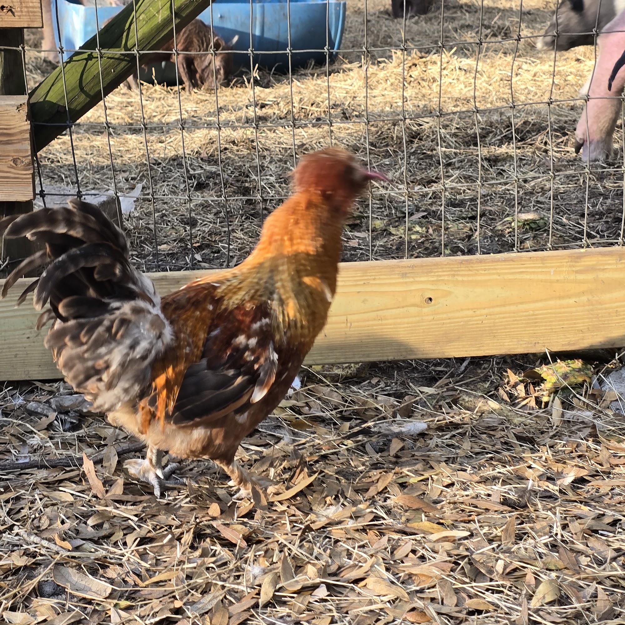 The Story Book Farm Sanctuary Weirsdale