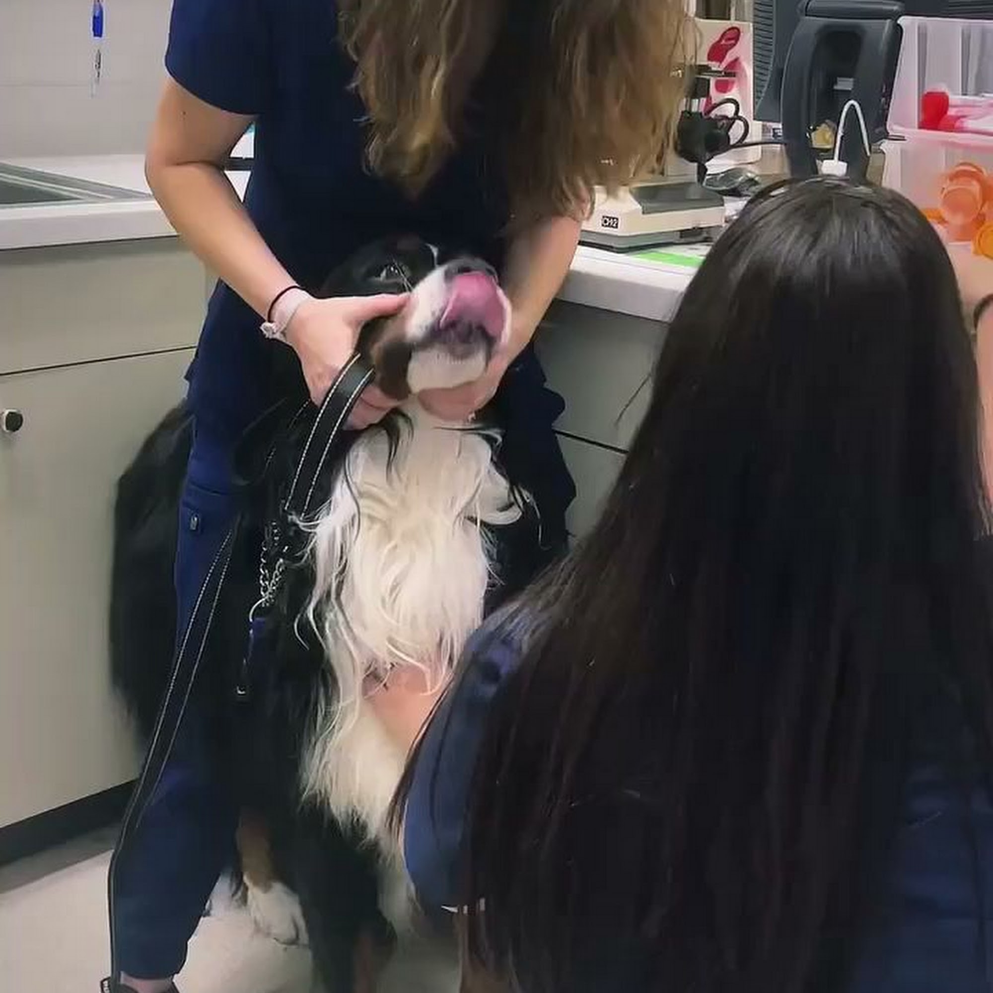 Courtyard Animal Hospital Wellington