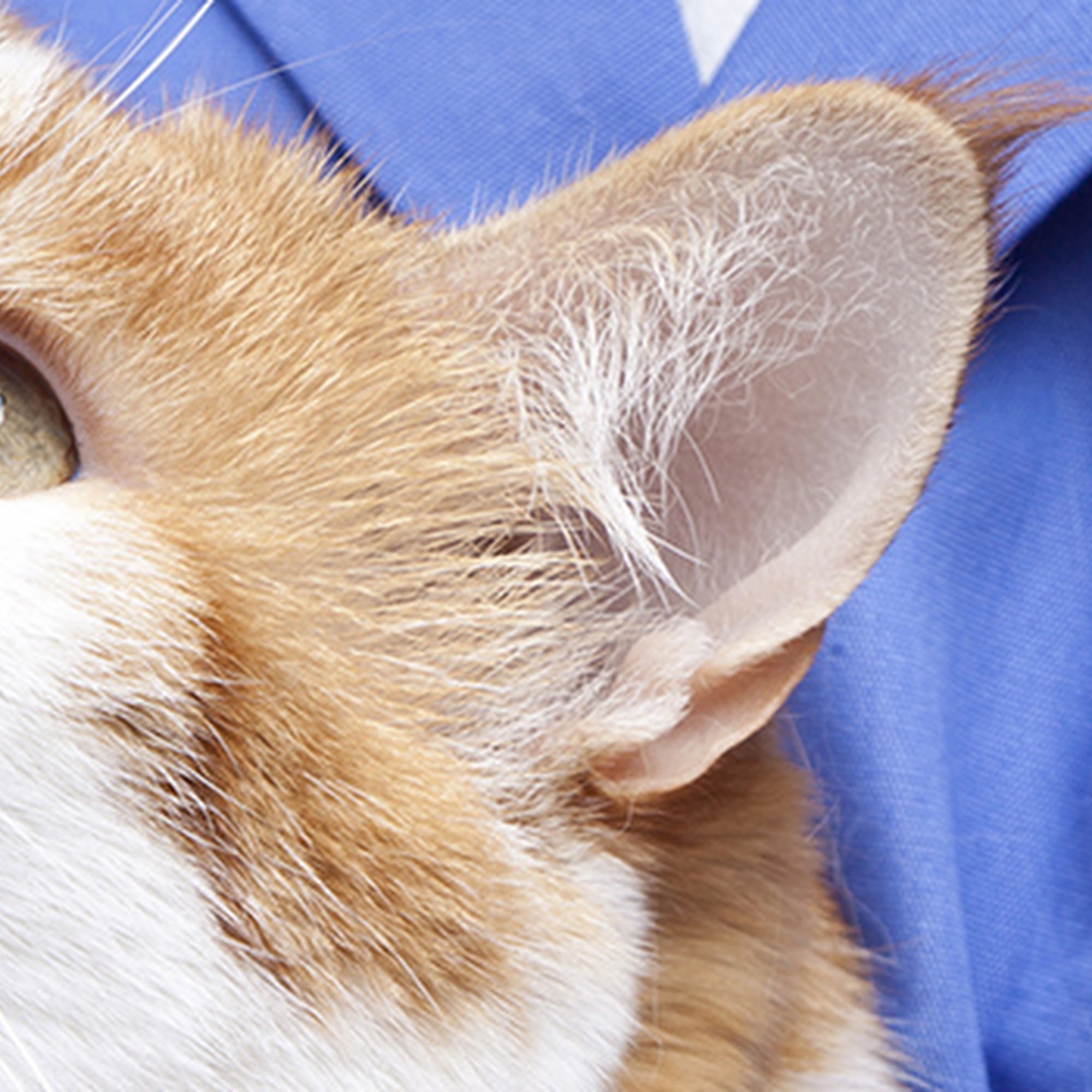 Palm Beach Animal Hospital Wellington