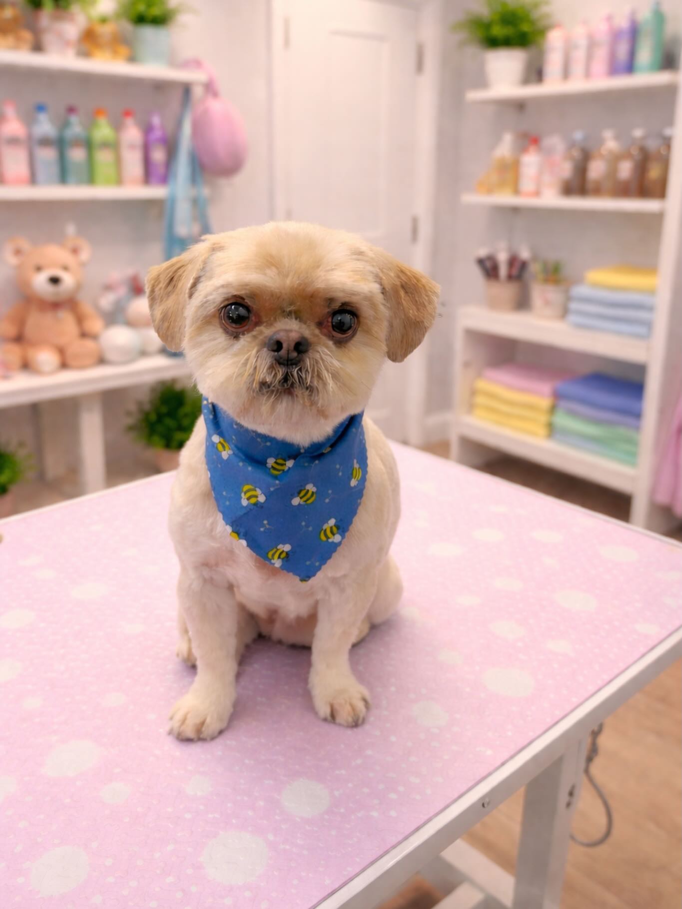 Uptown Dogs Pet Spa Wellington