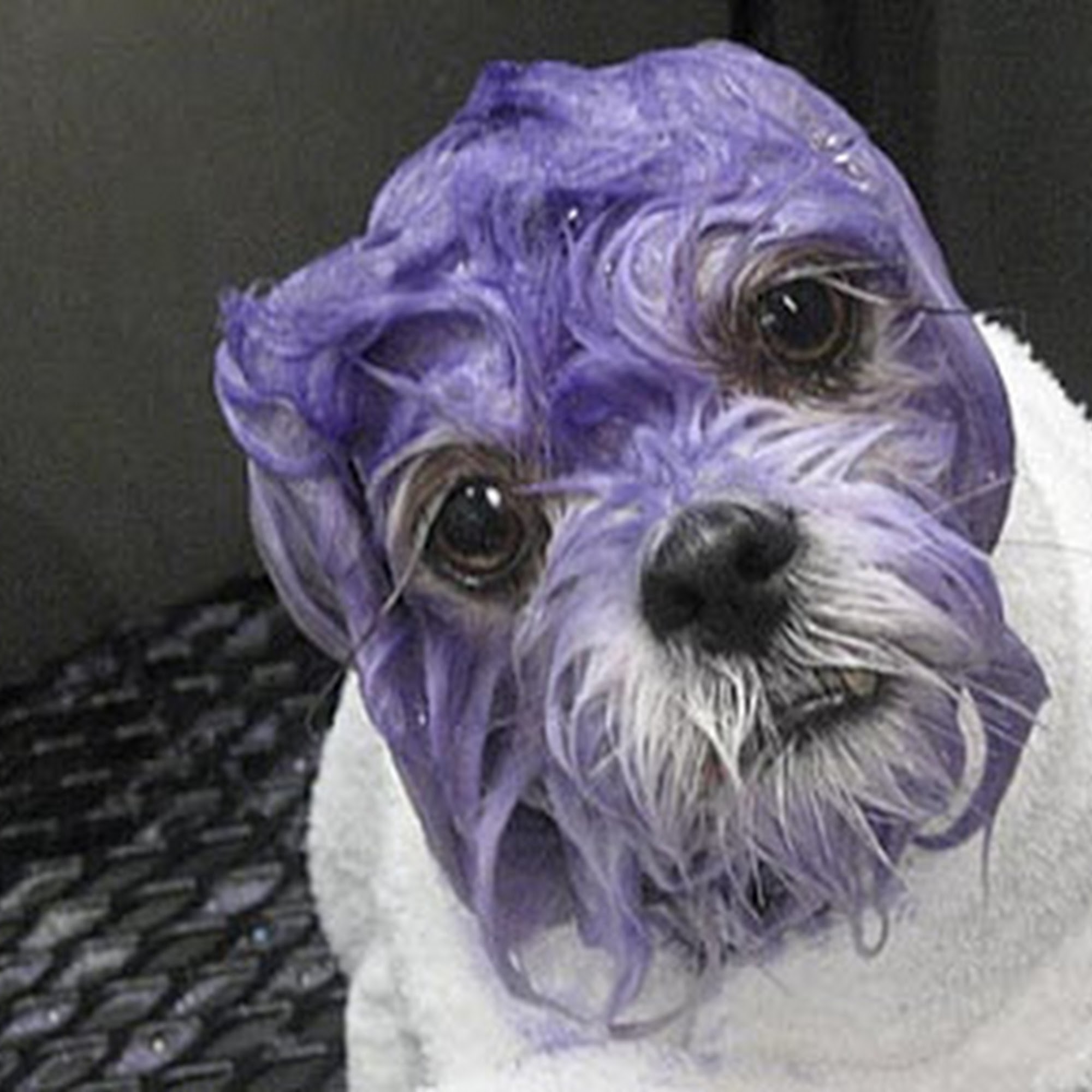 Pet Spa at Villagewalk LLC Wellington