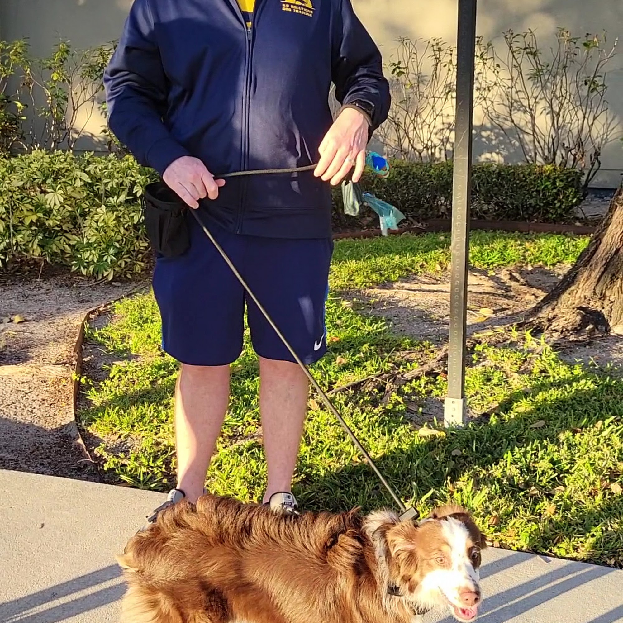 K9 Solutions Dog Training Wellington