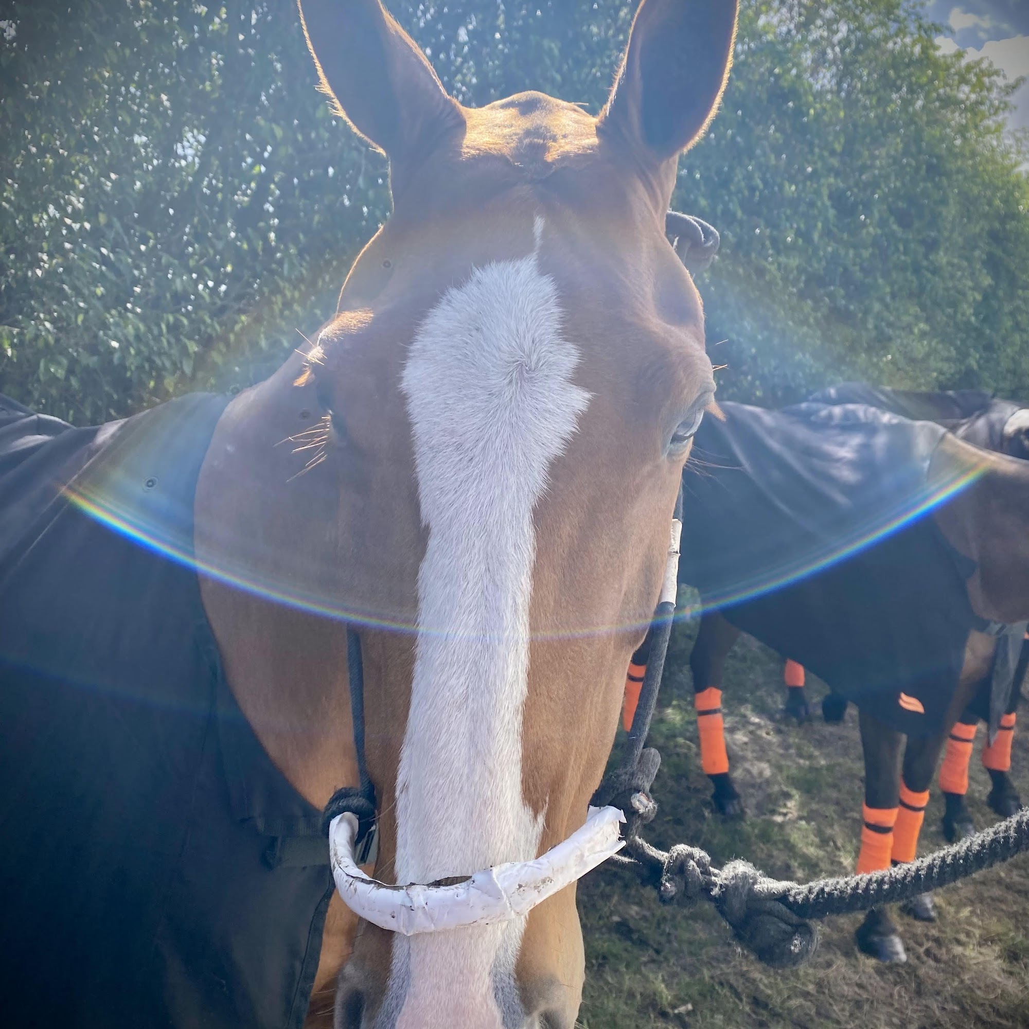 Grand Prix Feed & Supply Wellington