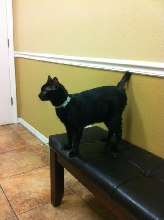 Wesley Chapel Veterinary Clinic Wesley Chapel