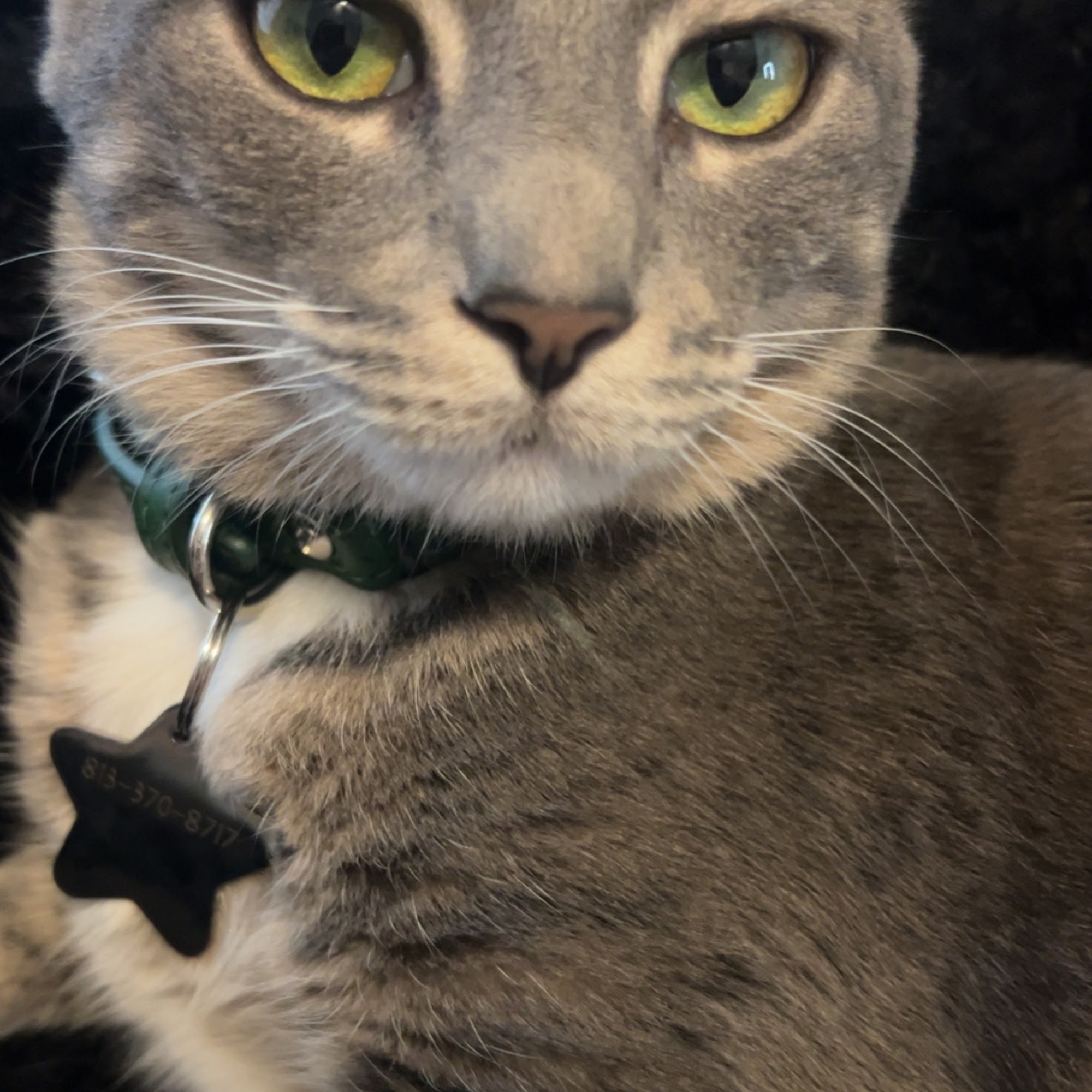 Seven Oaks Pet Hospital Wesley Chapel Wesley Chapel