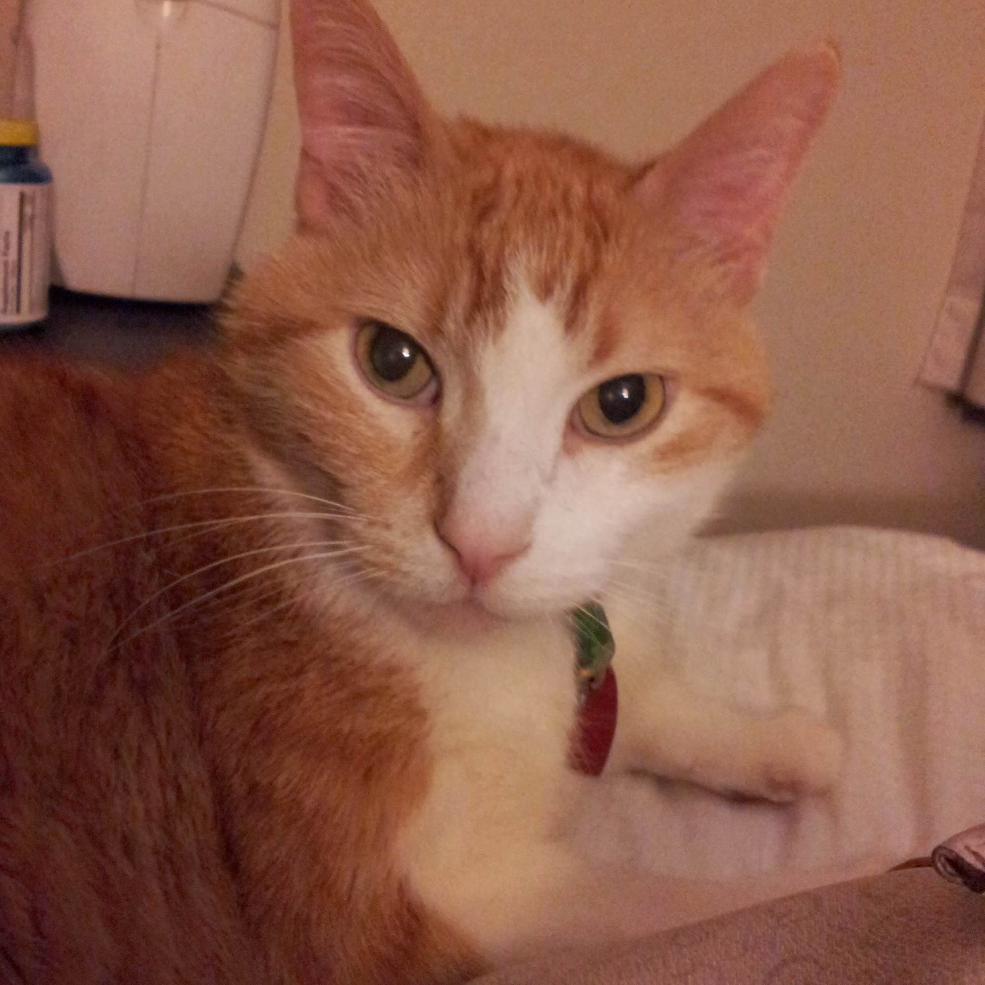 Animal Wellness Centre of Wesley Chapel Wesley Chapel