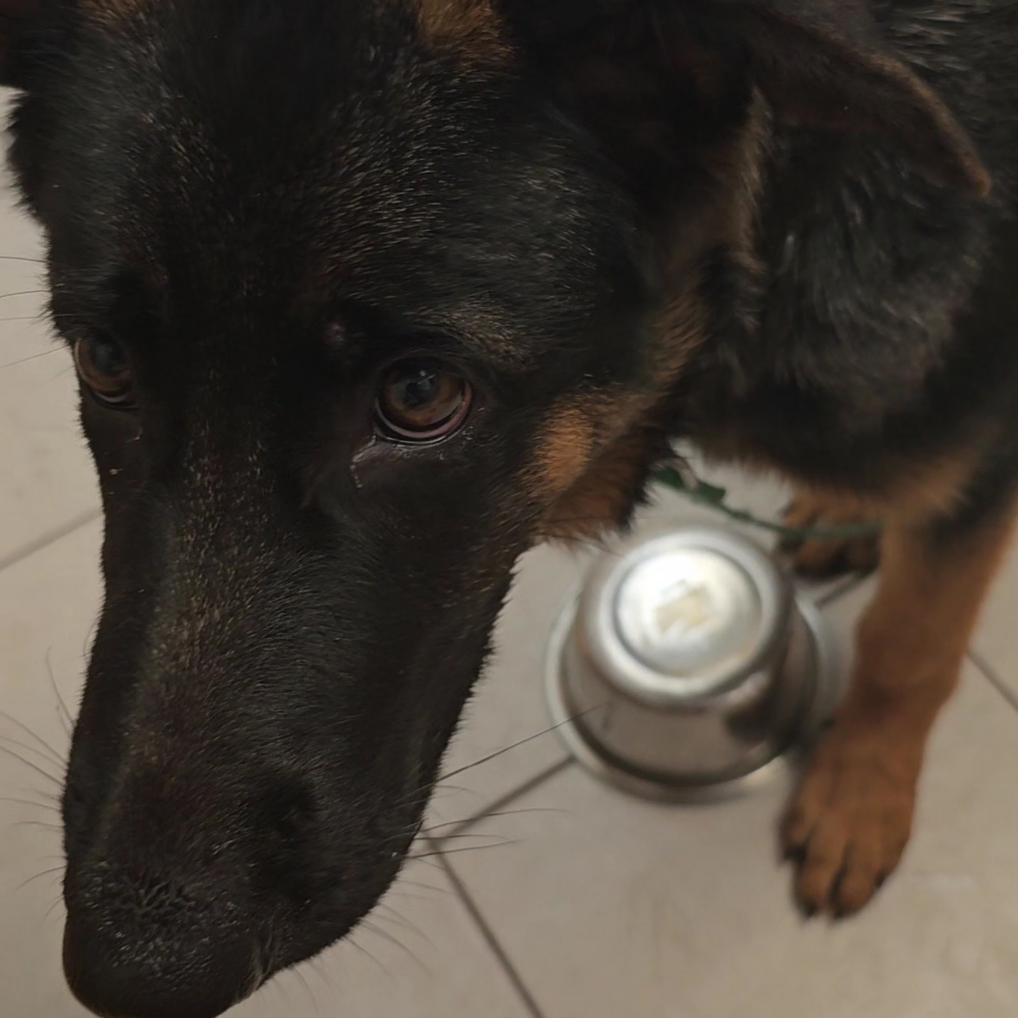 Quail Hollow Animal Hospital Wesley Chapel