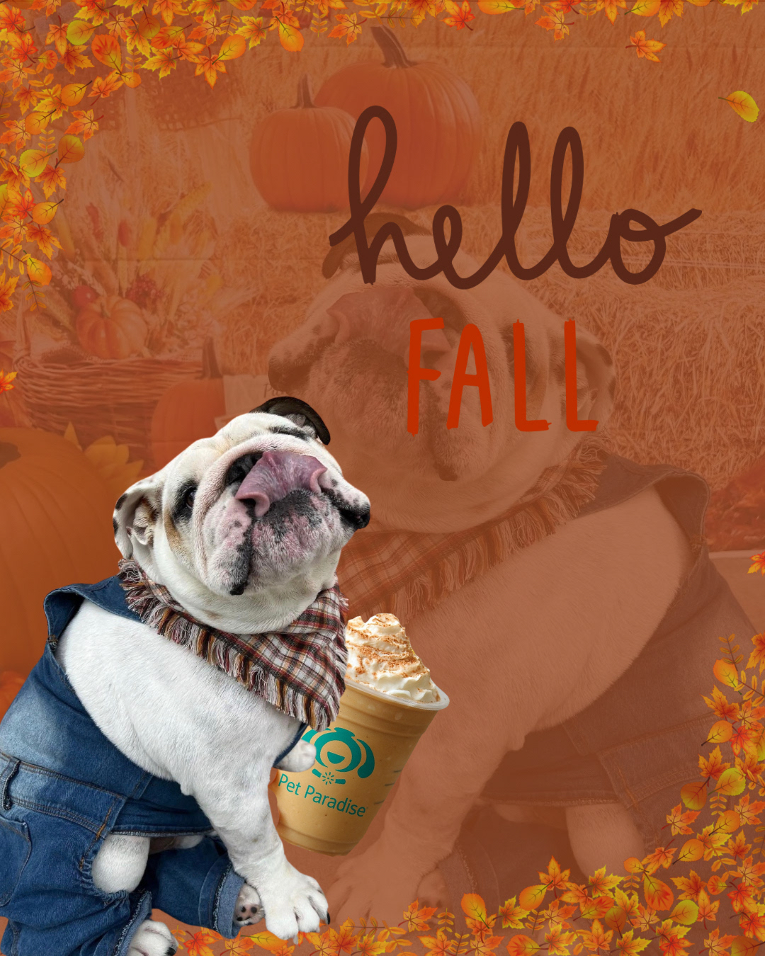 Pet Paradise Wesley Chapel Wesley Chapel