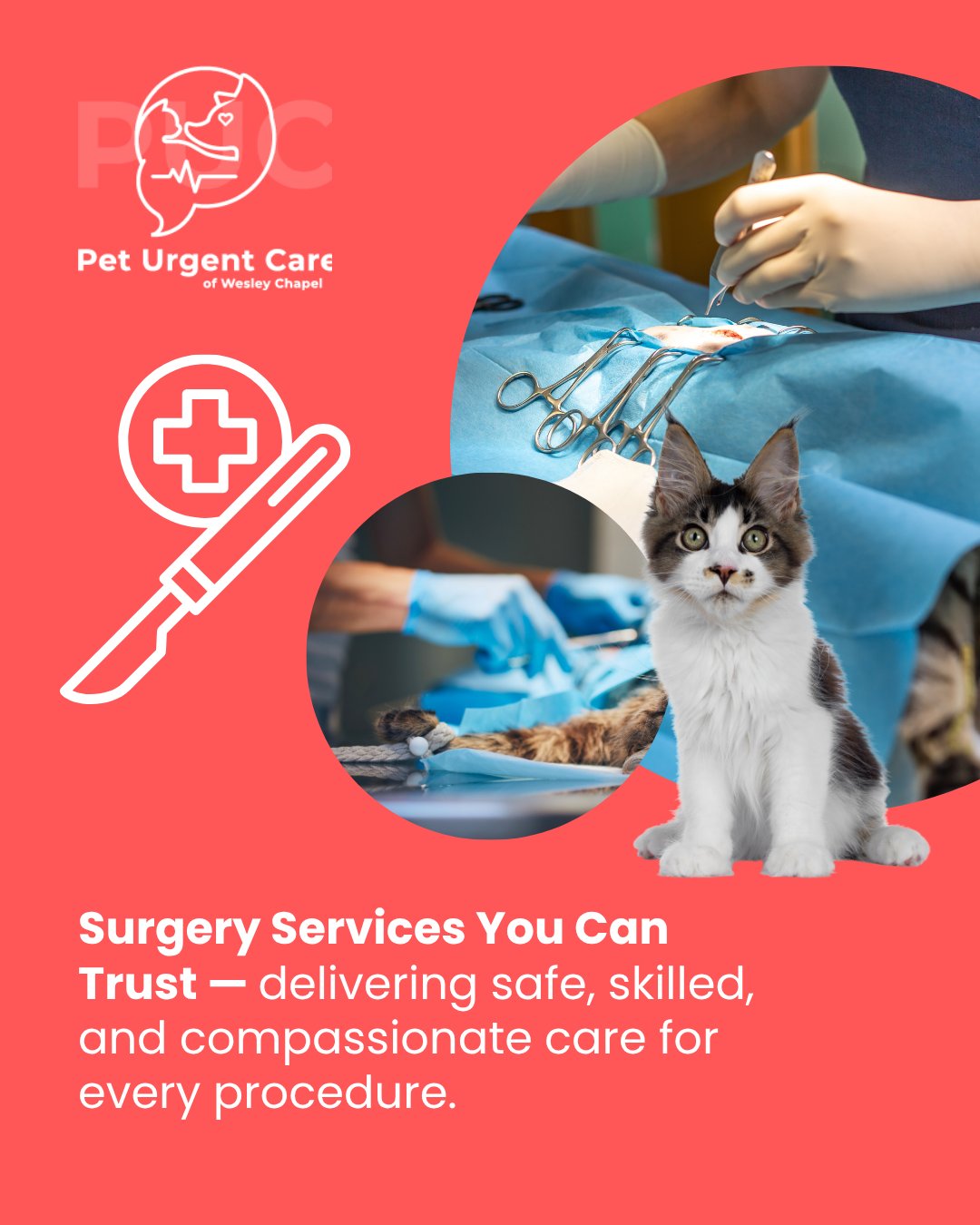 Pet Urgent Care of Wesley Chapel Wesley Chapel