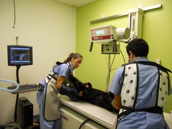 VCA Cabrera Animal Hospital West Miami