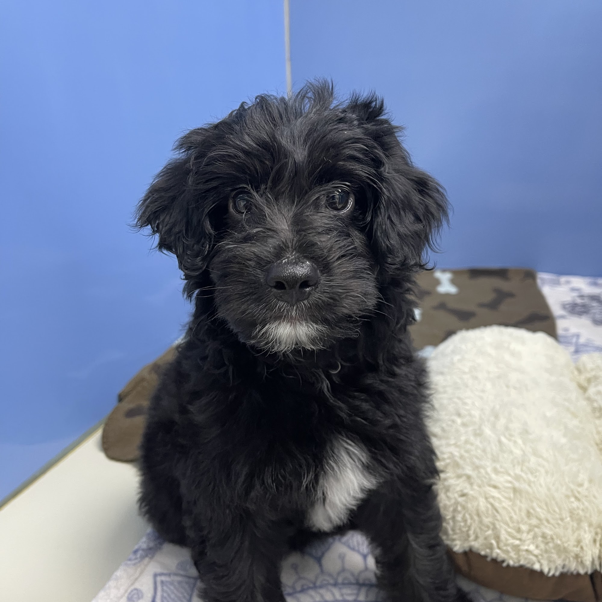 Trail Animal Hospital West Miami