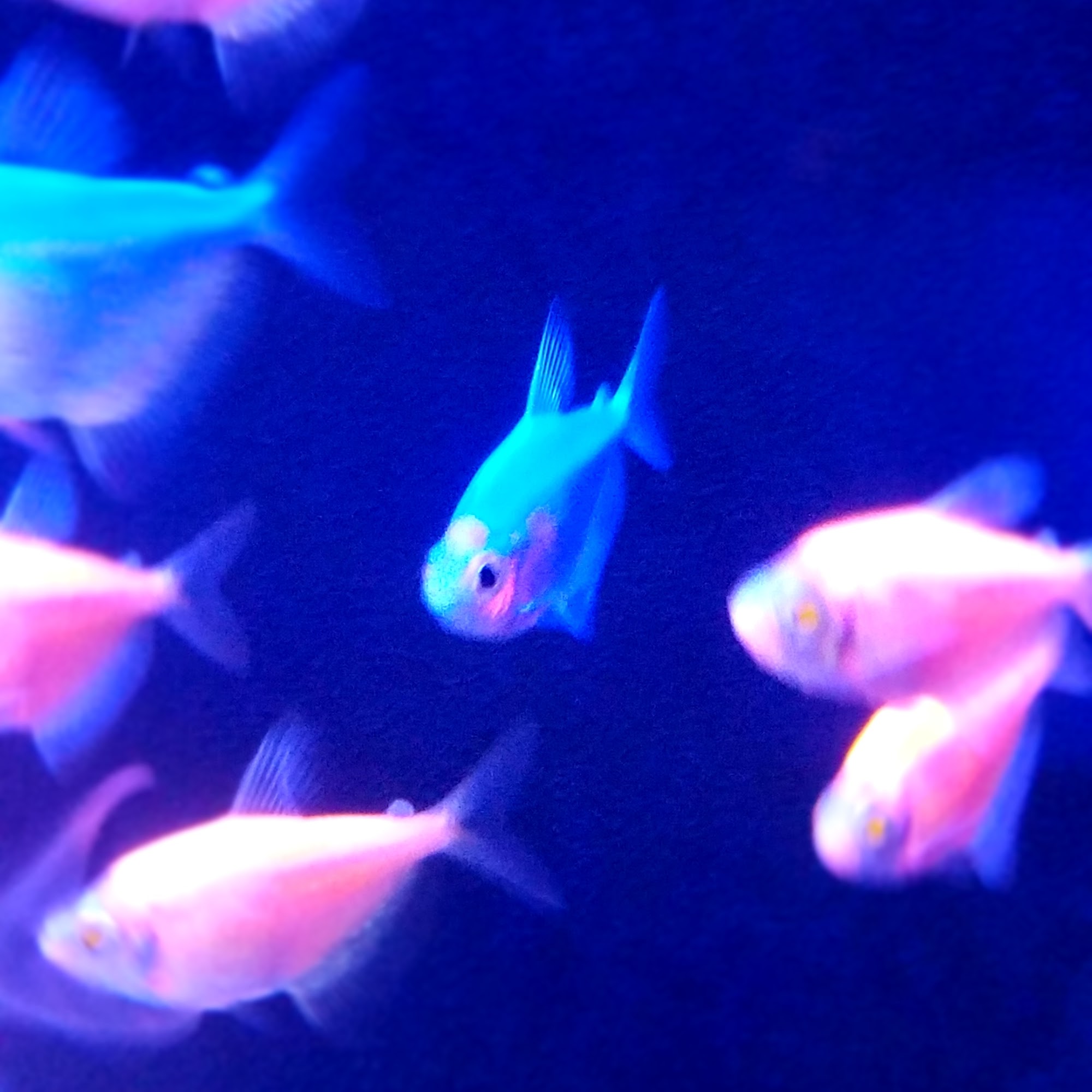 Petco West Palm Beach