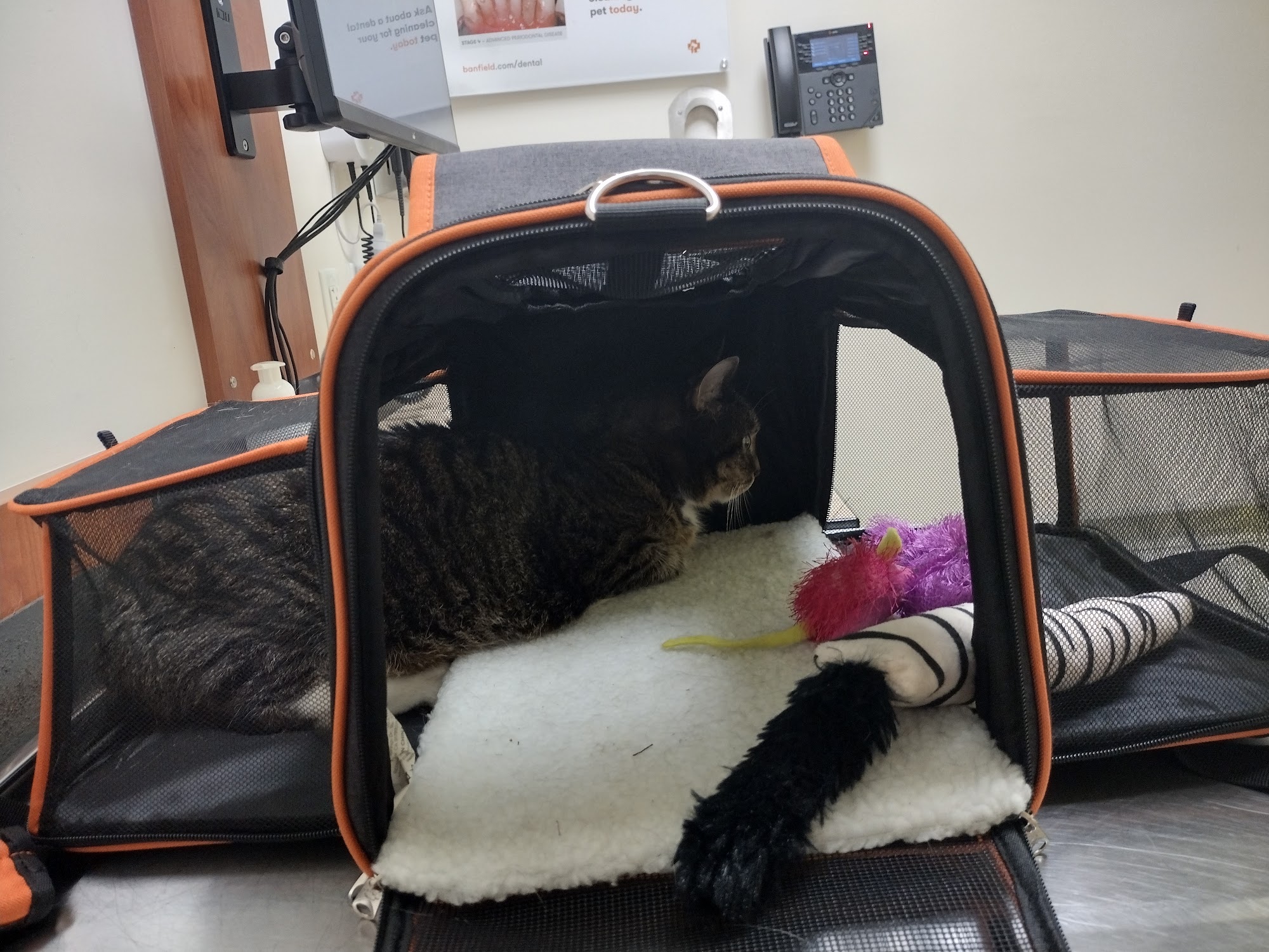 PetSmart West Palm Beach