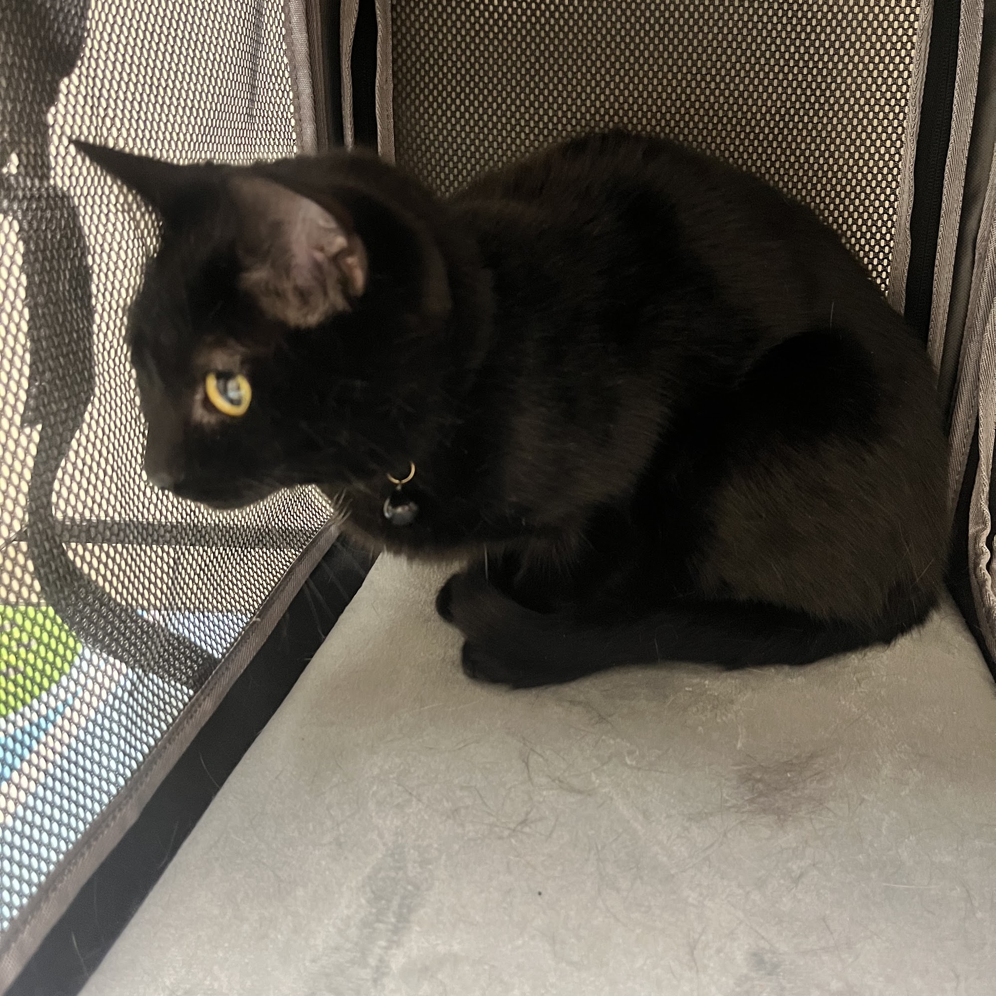 Clear Lake Animal Hospital West Palm Beach