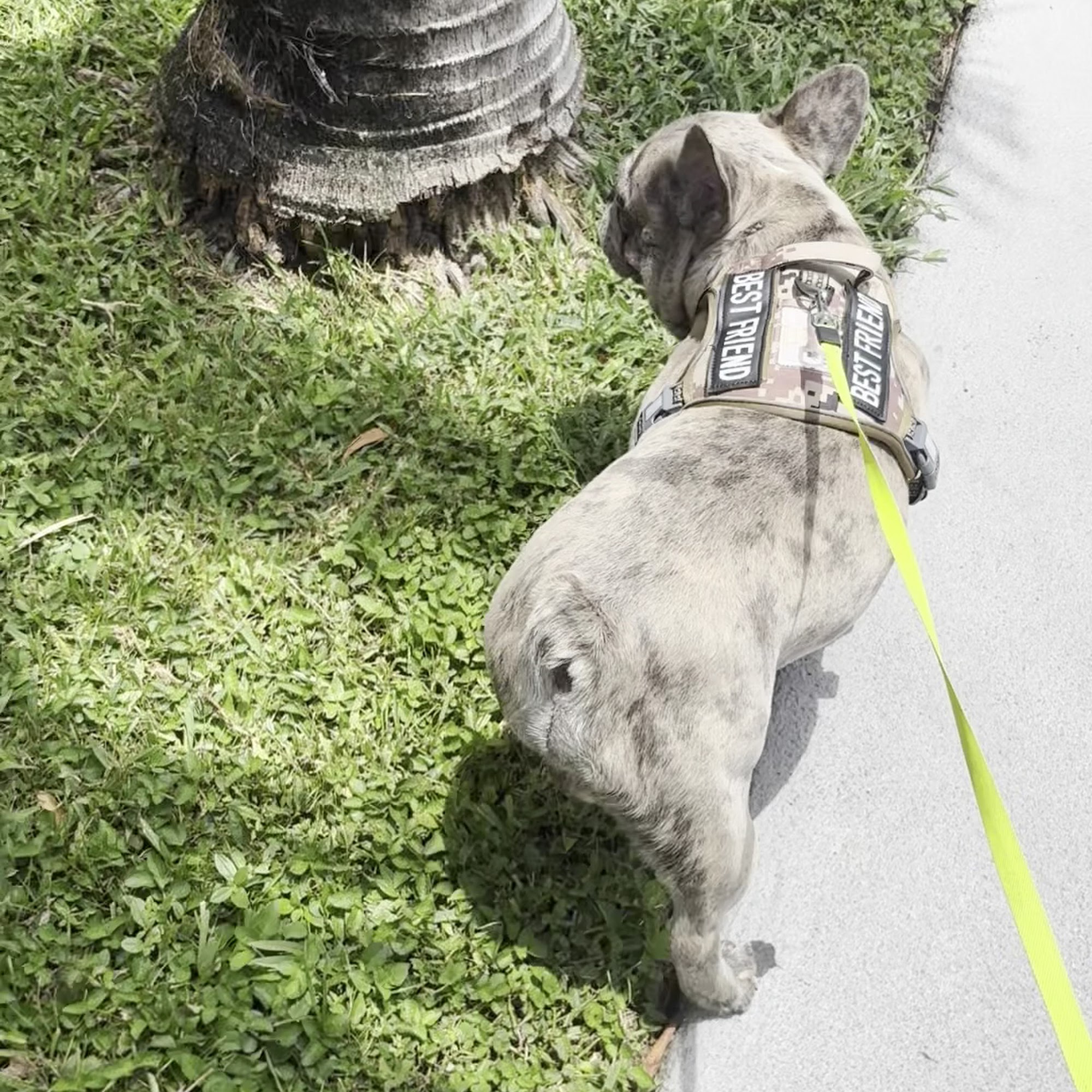 West Palm Animal Clinic: Dr. Michelle Durkee West Palm Beach