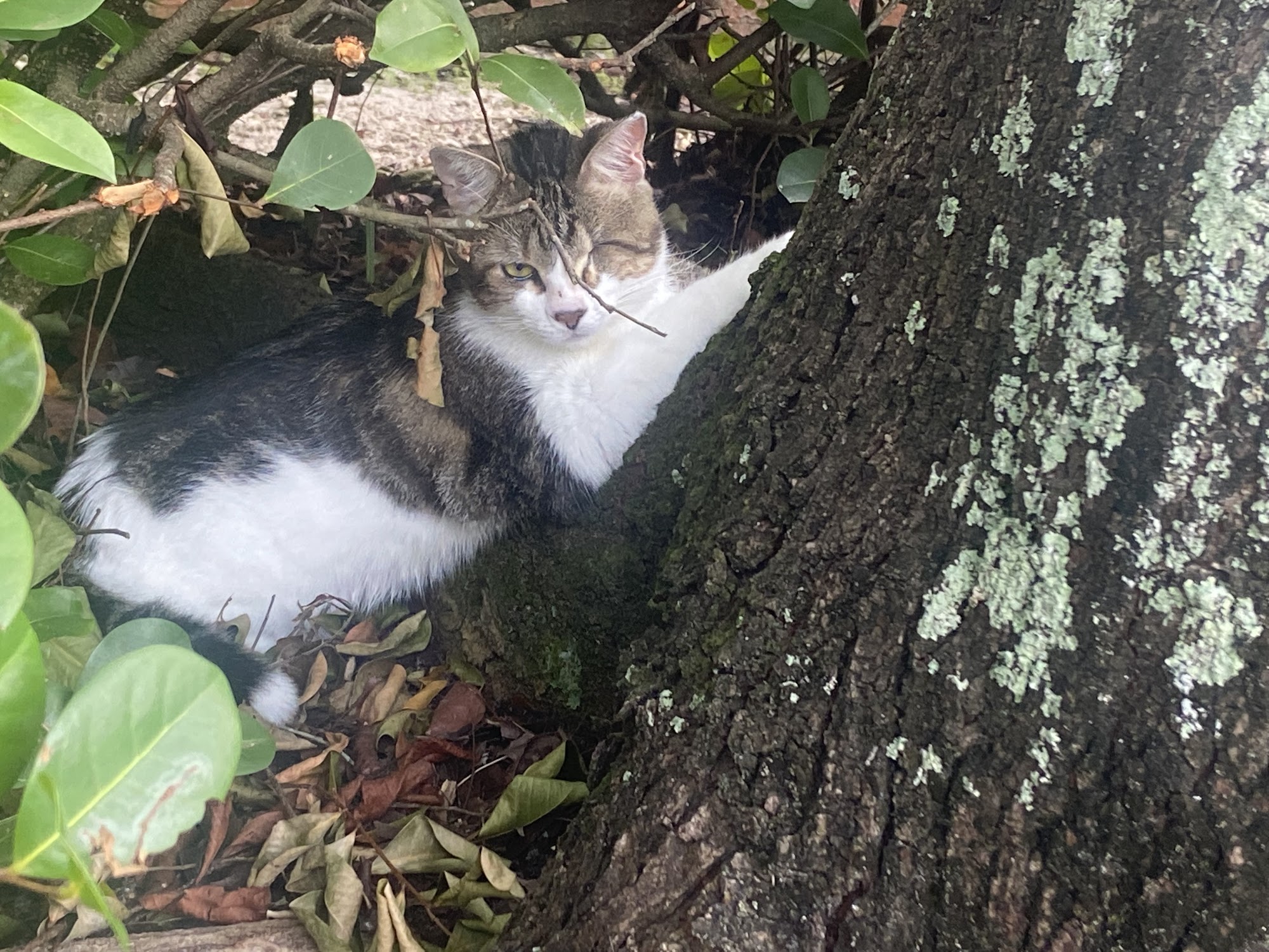 All Care Animal Clinic West Palm Beach