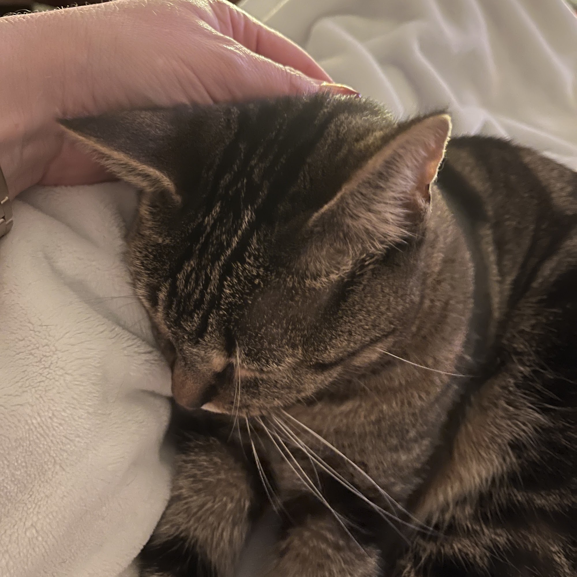 Shores Animal Clinic West Palm Beach