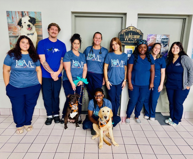 South Dixie Animal Hospital West Palm Beach