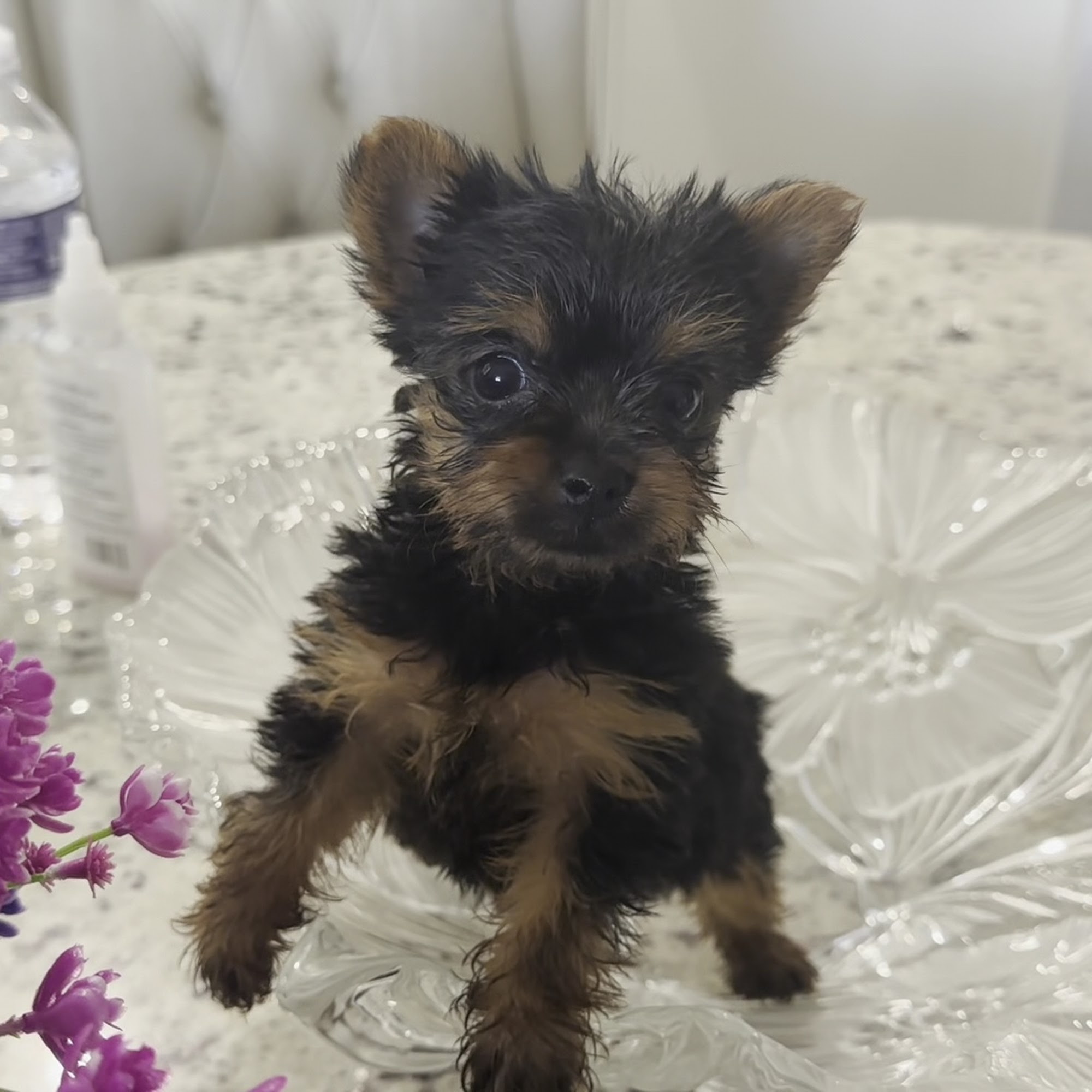 Mid County Veterinary Hospital West Palm Beach