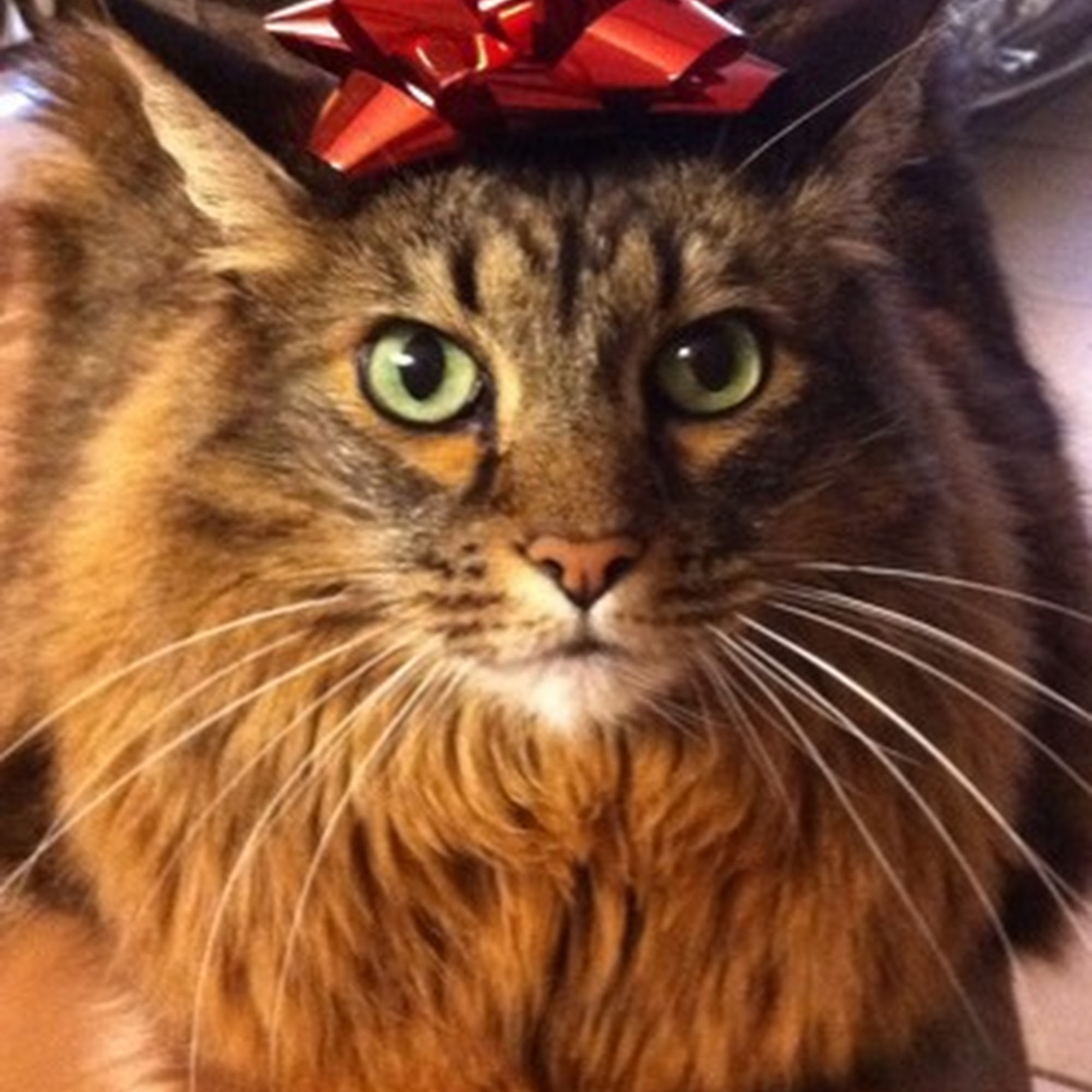 Summit Boulevard Animal Hospital West Palm Beach