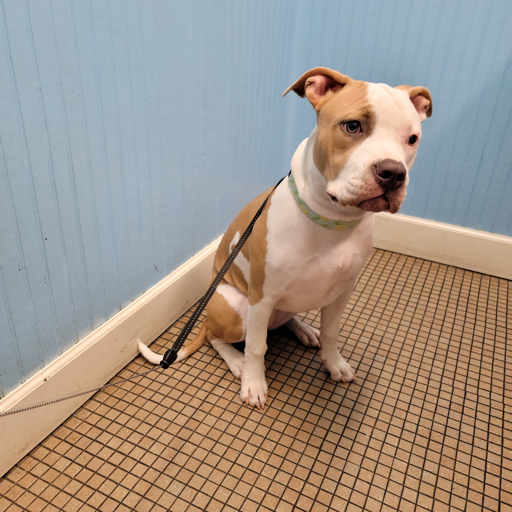 Miller H Scott DVM West Palm Beach