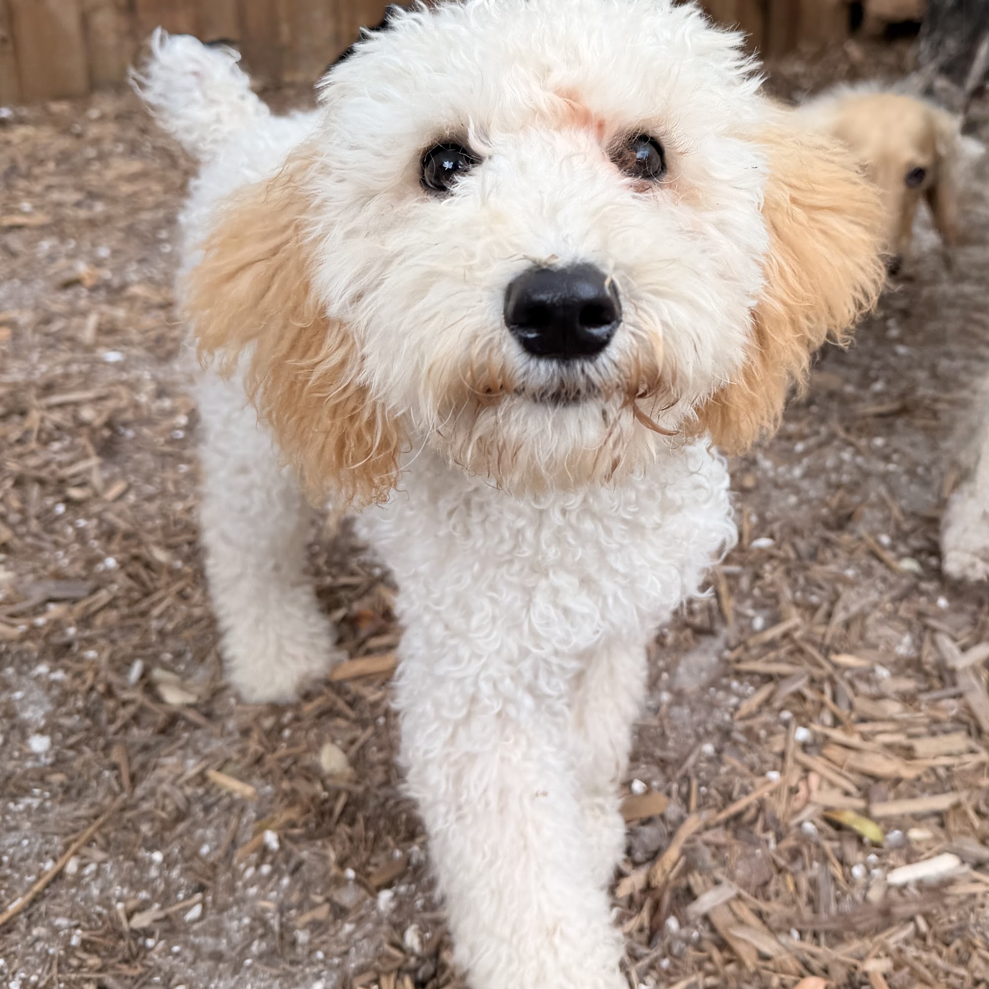 The Ohana Pet Resort West Palm Beach