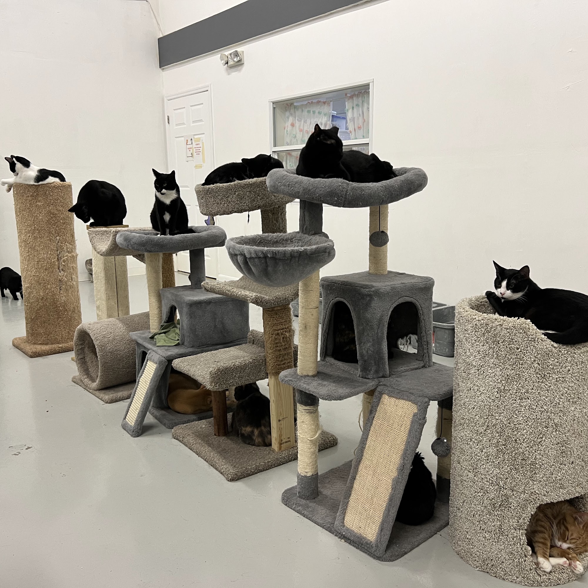 Adopt A Cat Foundation West Palm Beach