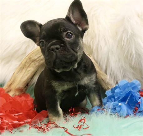 Star Pups Inc West Palm Beach