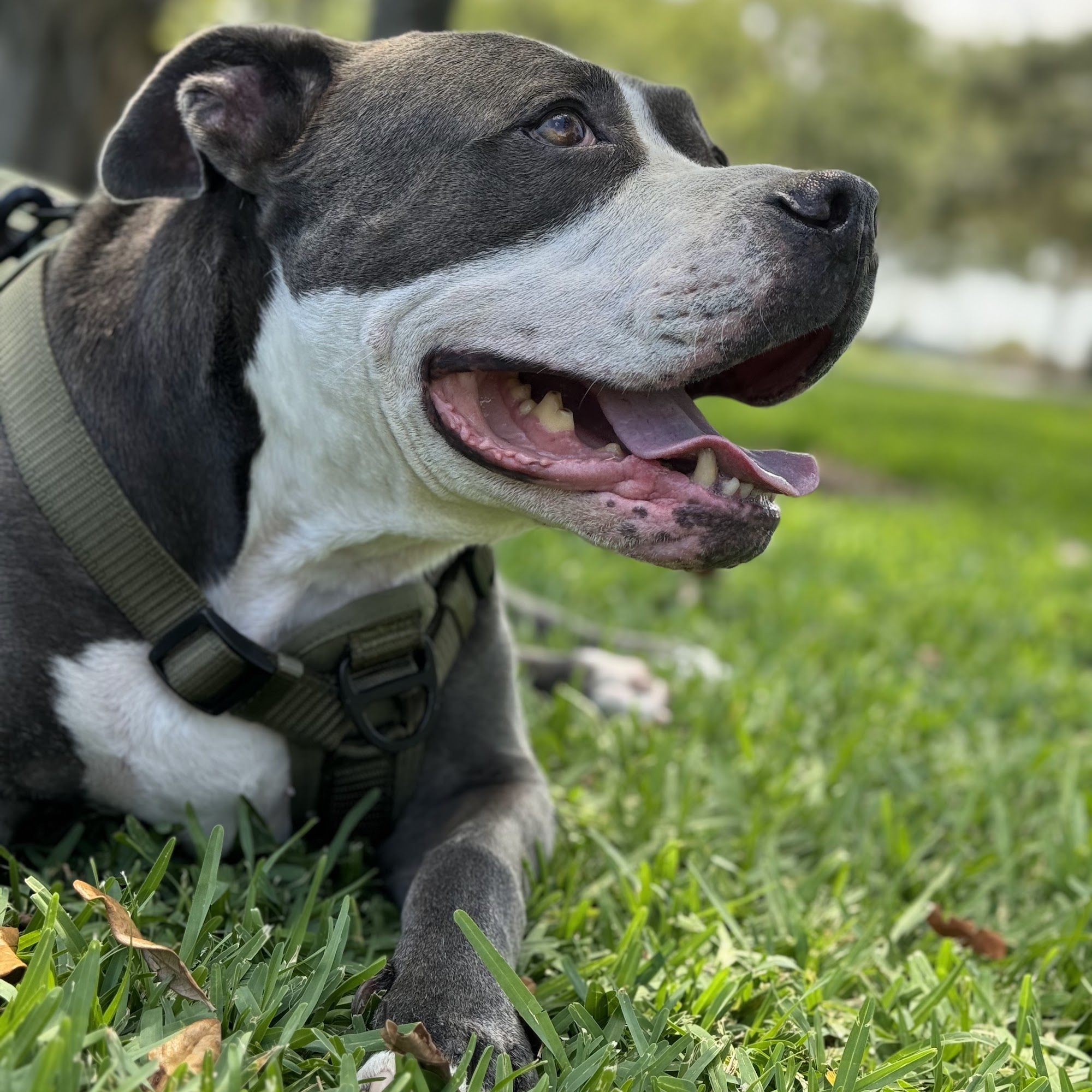 Aja Pet Service West Palm Beach