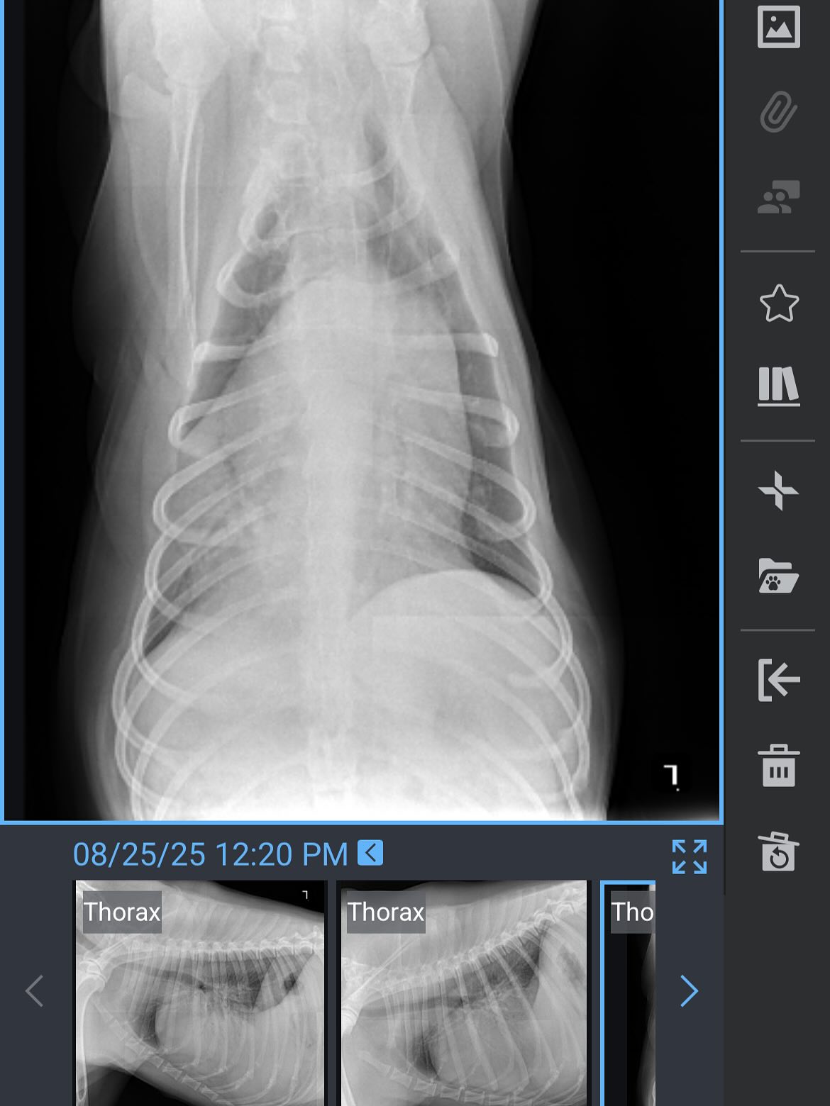 Clematis Animal Clinic West Palm Beach