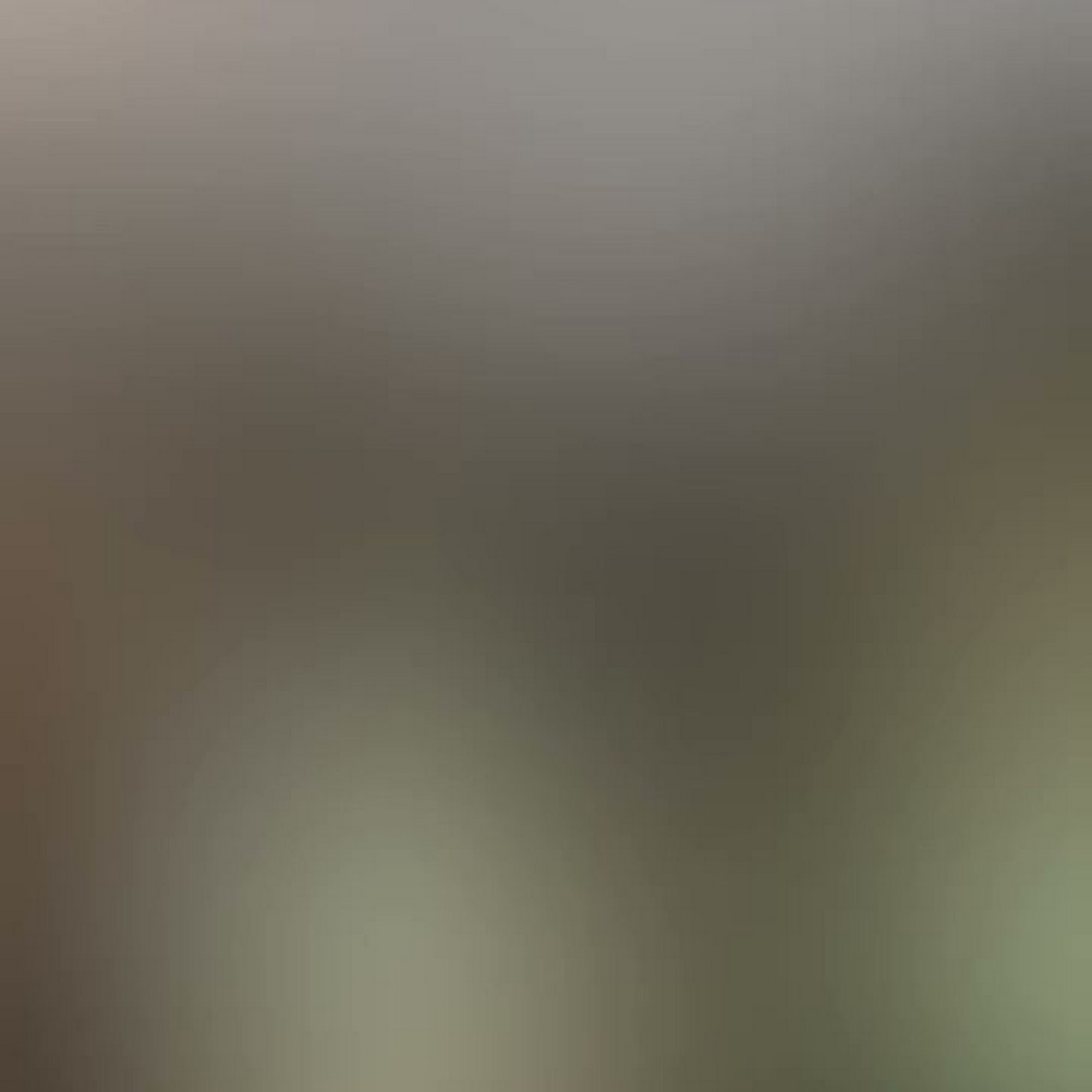 Clematis Animal Clinic West Palm Beach