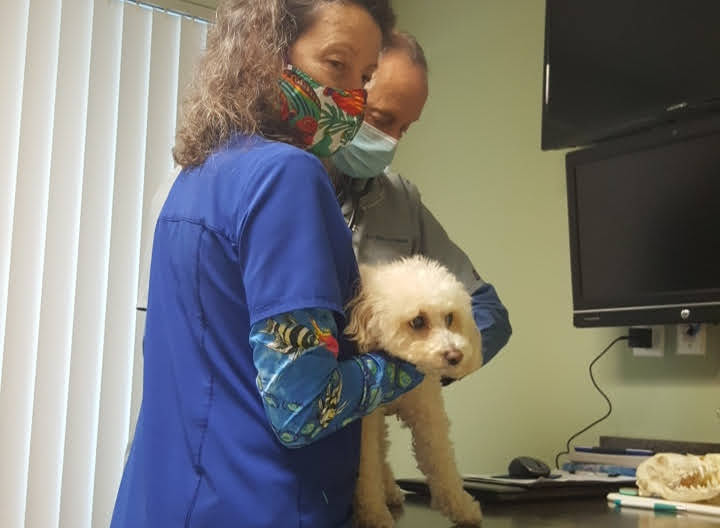 Florida Animal Dentistry West Palm Beach