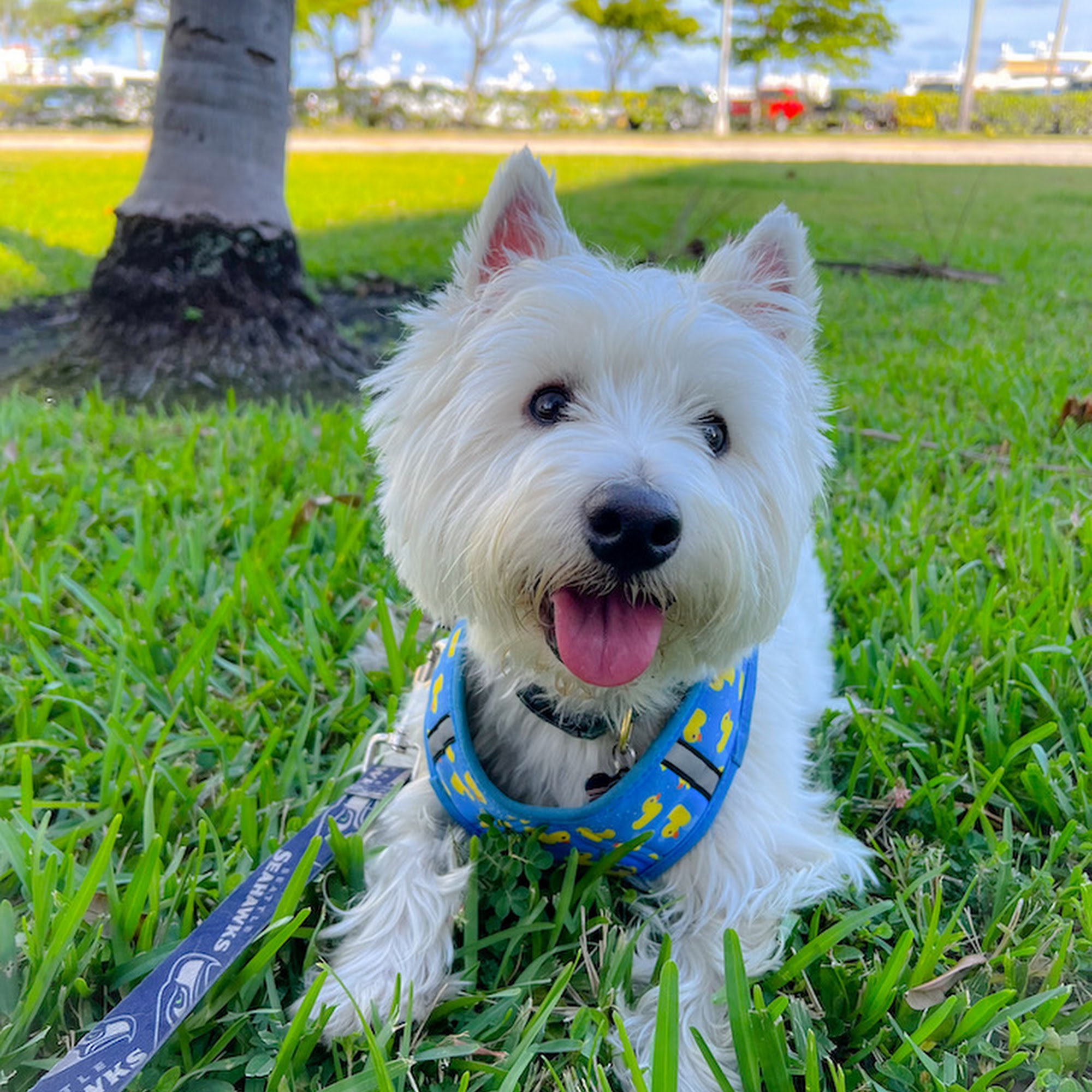 A Paw Ahead | Dog Walking, Pet sitting, Pet Care West Palm Beach