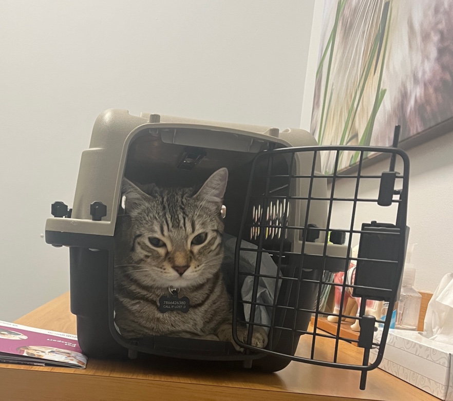 Weston Lakes Animal Hospital Weston