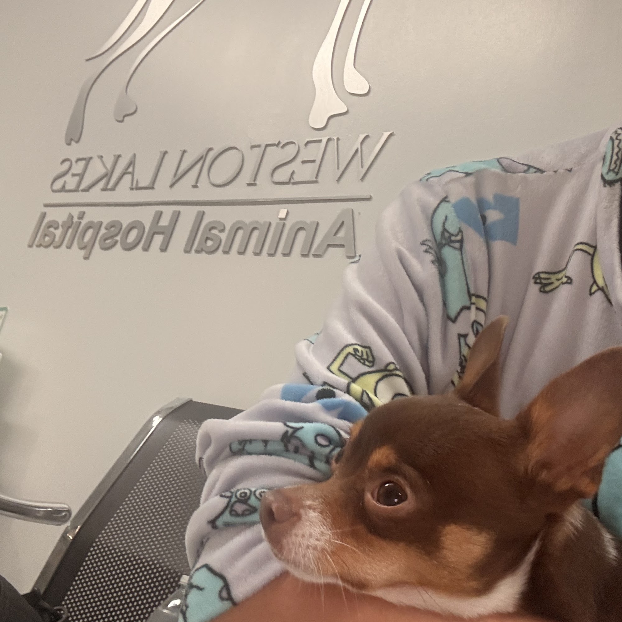 Weston Lakes Animal Hospital Weston