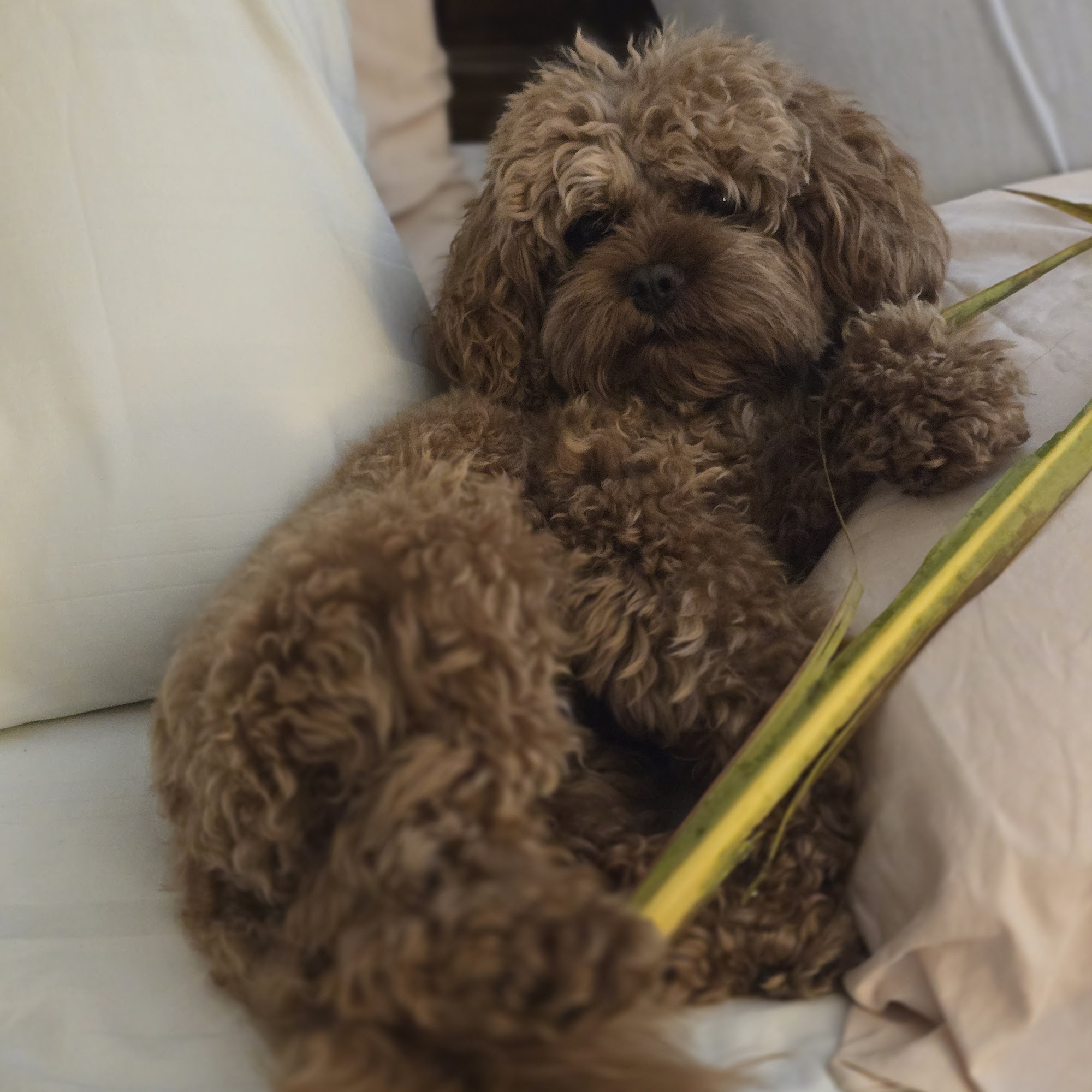 Weston Animal Hospital Weston