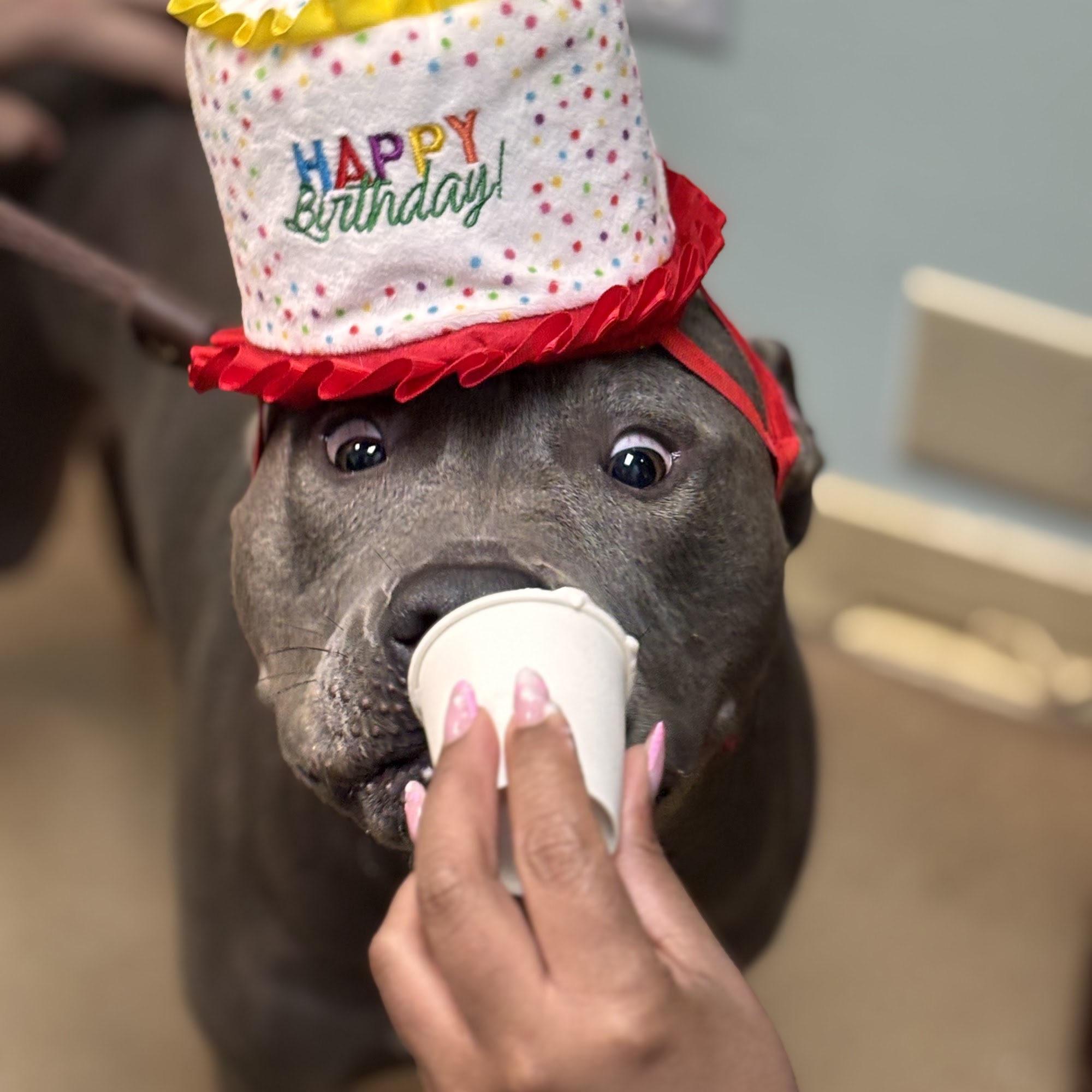 Weston Road Animal Hospital Weston